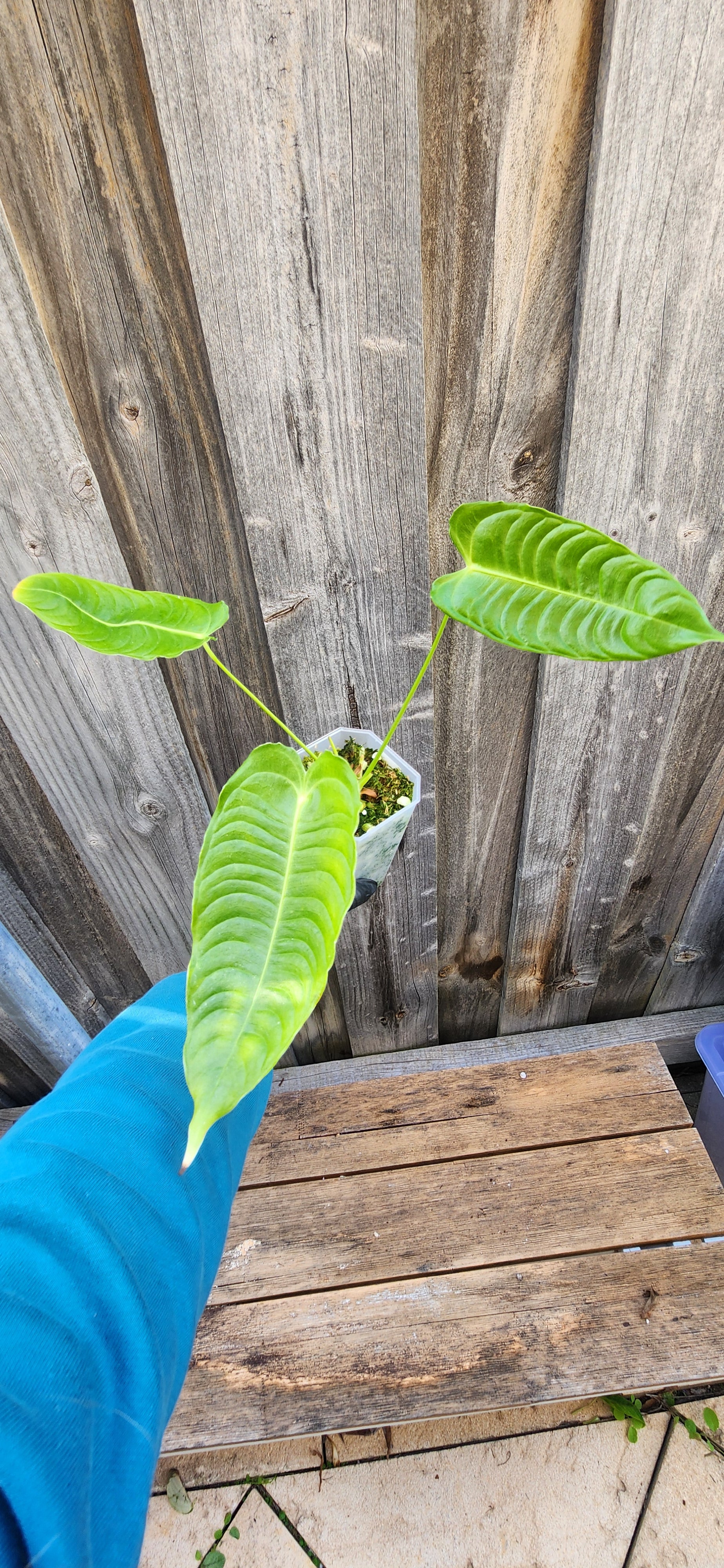 ANTHURIUM VEITCHII NARROW FORM