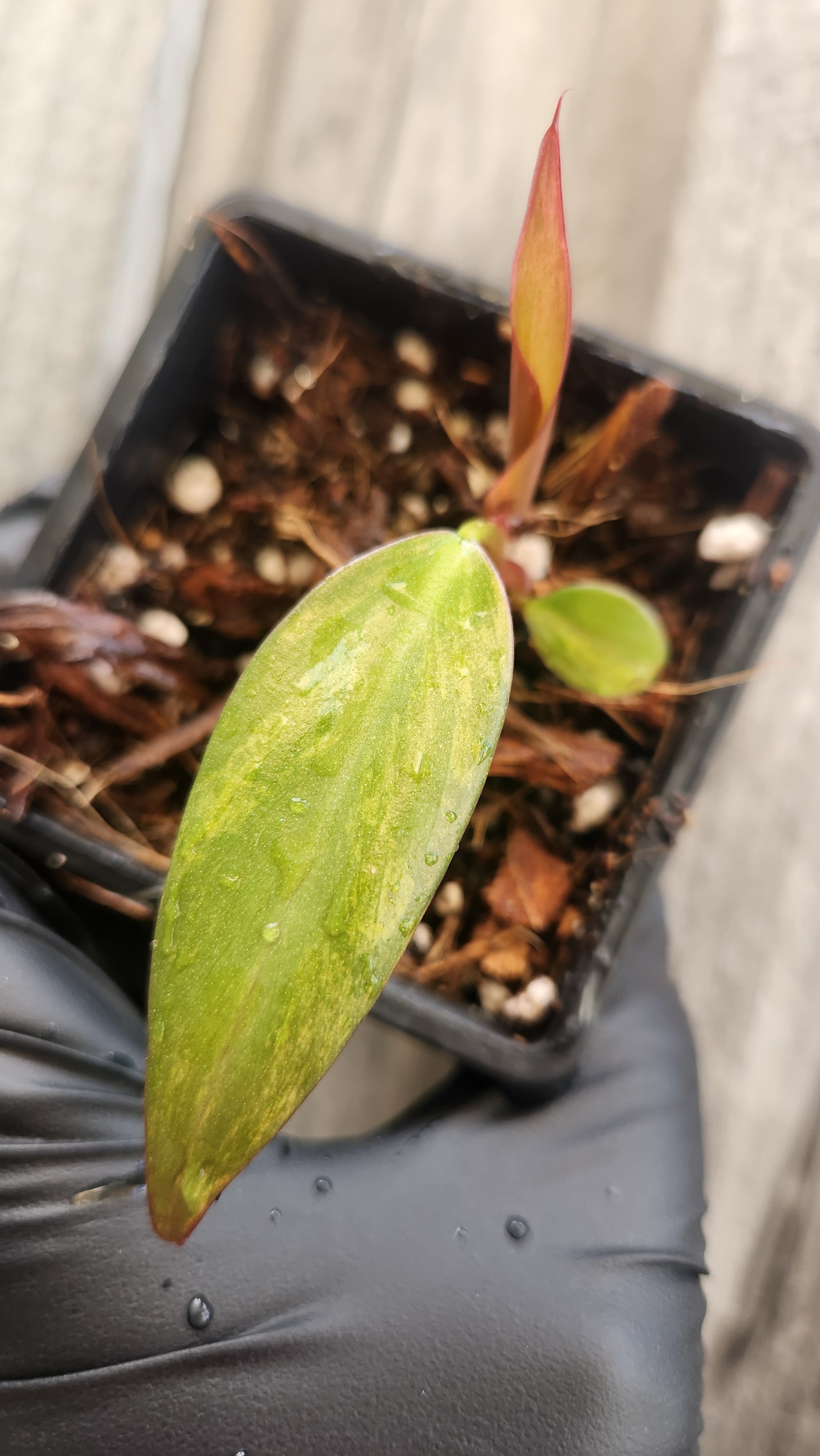 PHILODENDRON STRAWBERRY SHAKE VARIEGATED