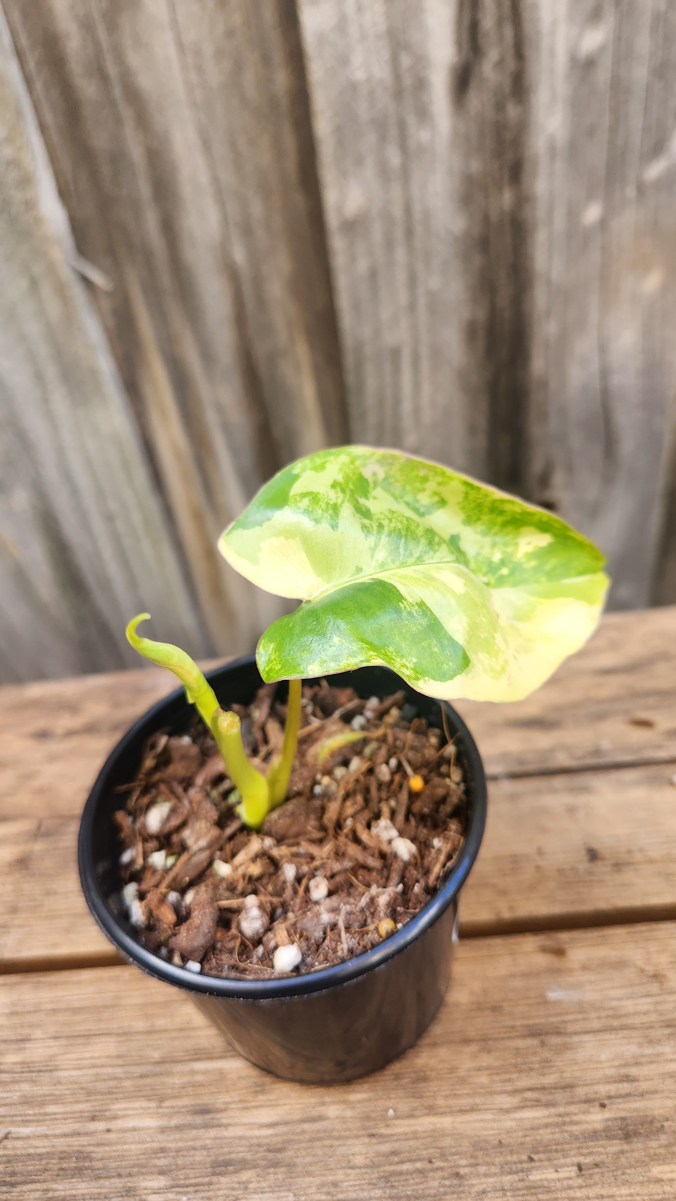 PHILODENDRON BURLE MARX VARIEGATED