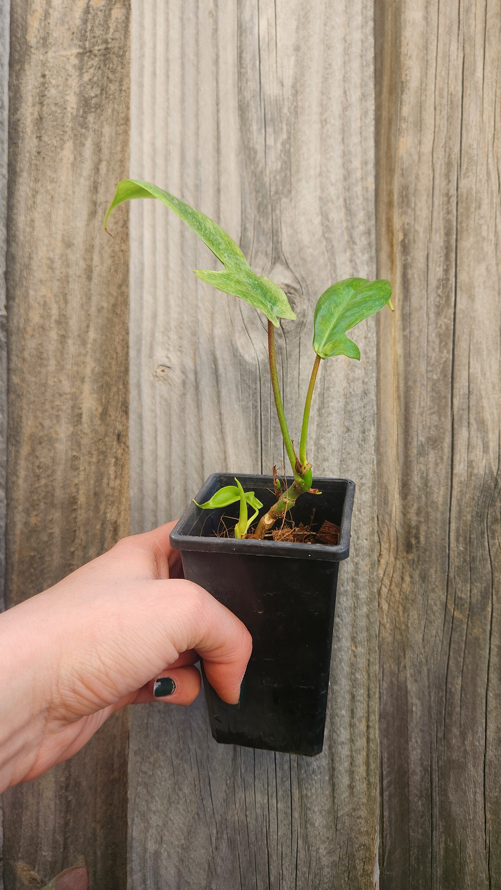 PHILODENDRON FLORIDA GHOST VARIEGATED