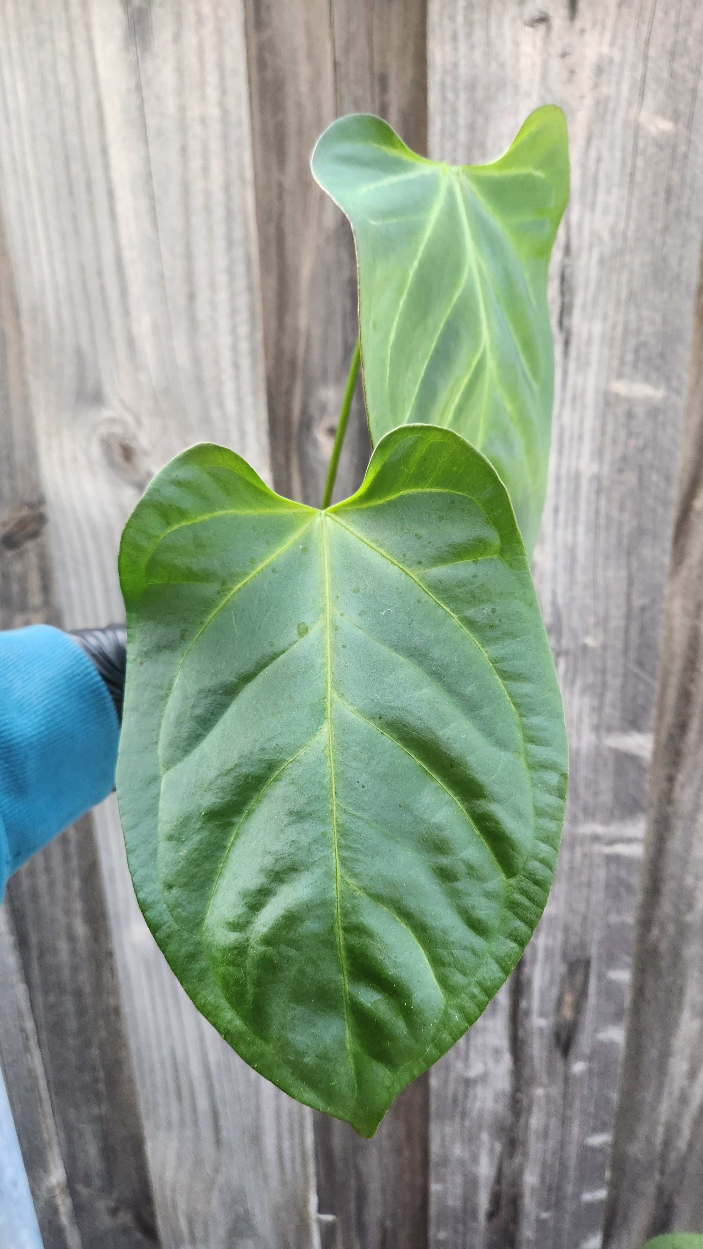 ANTHURIUM CRYSTALLINUM x BOSWORTH BEAUTY