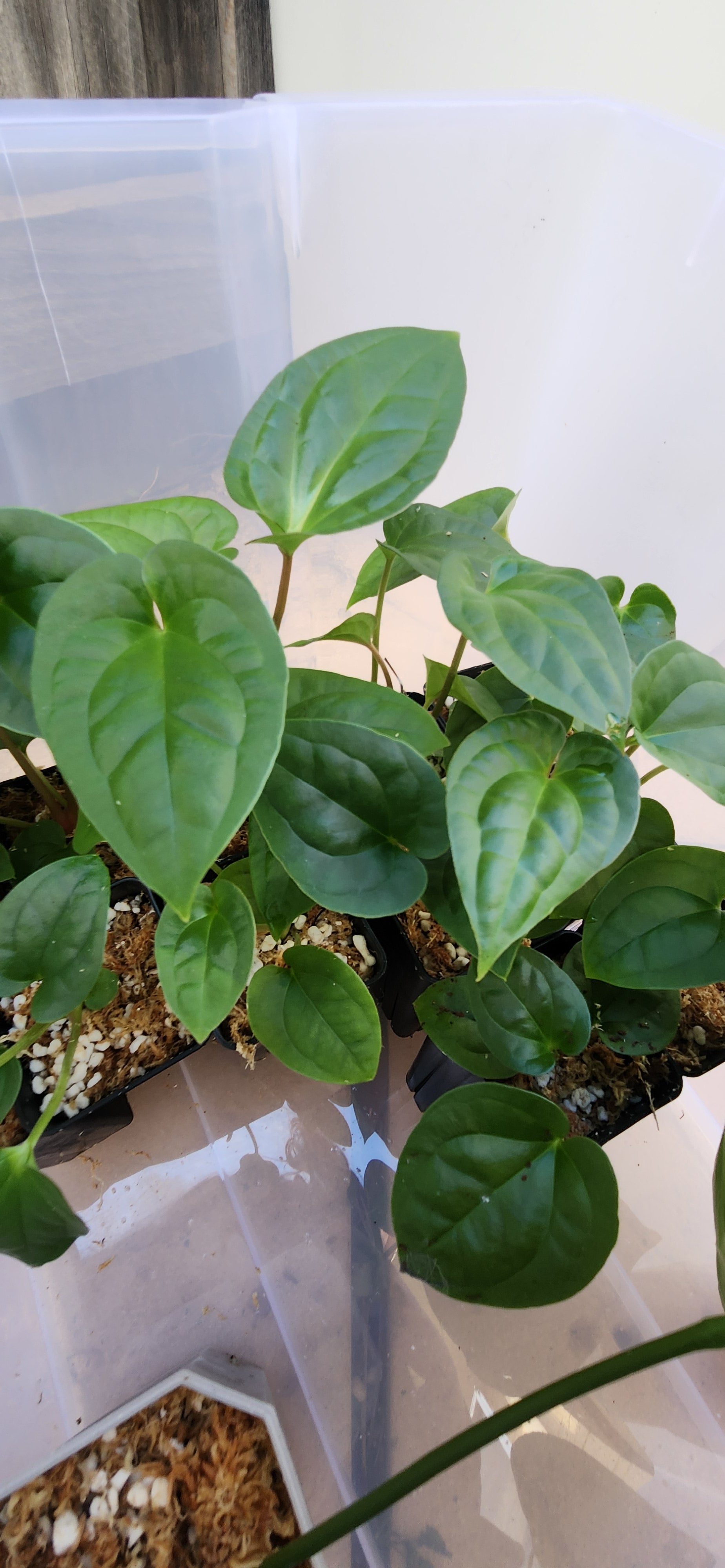 anthurium luxurians silver ANTHURIUM SILVER BLUSH x LUXURIANS – GOLD LEAF GREENHOUSE