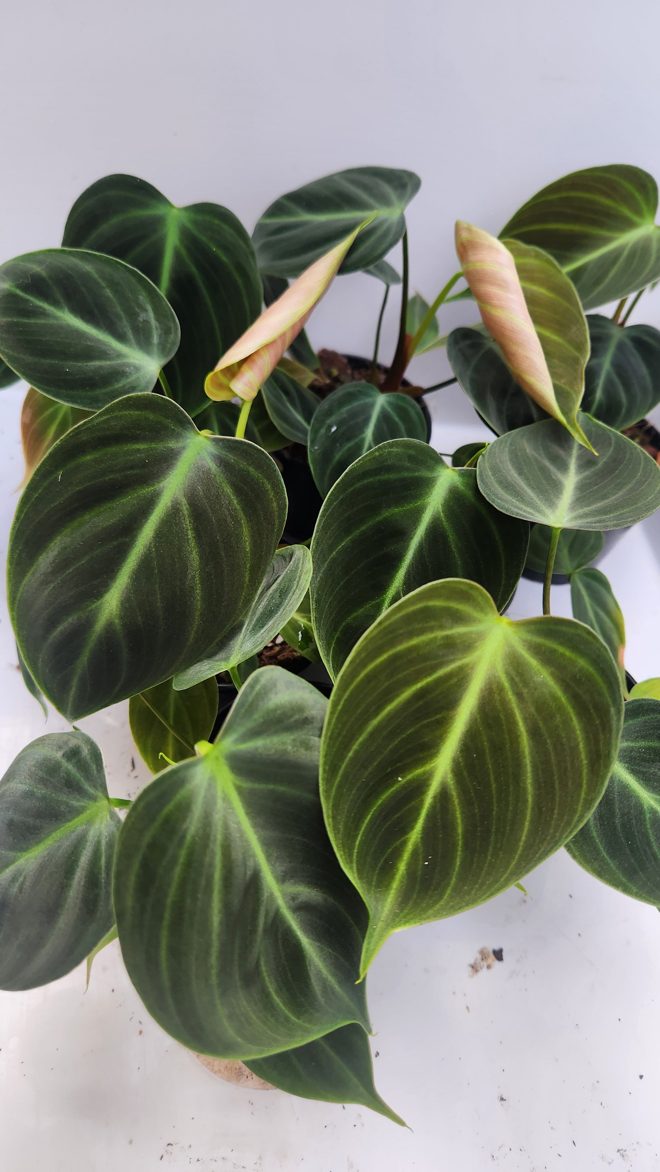 philodendron rubrijuvenile PHILODENDRON RUBRIJUVENILE 'EL CHOCO' RED
