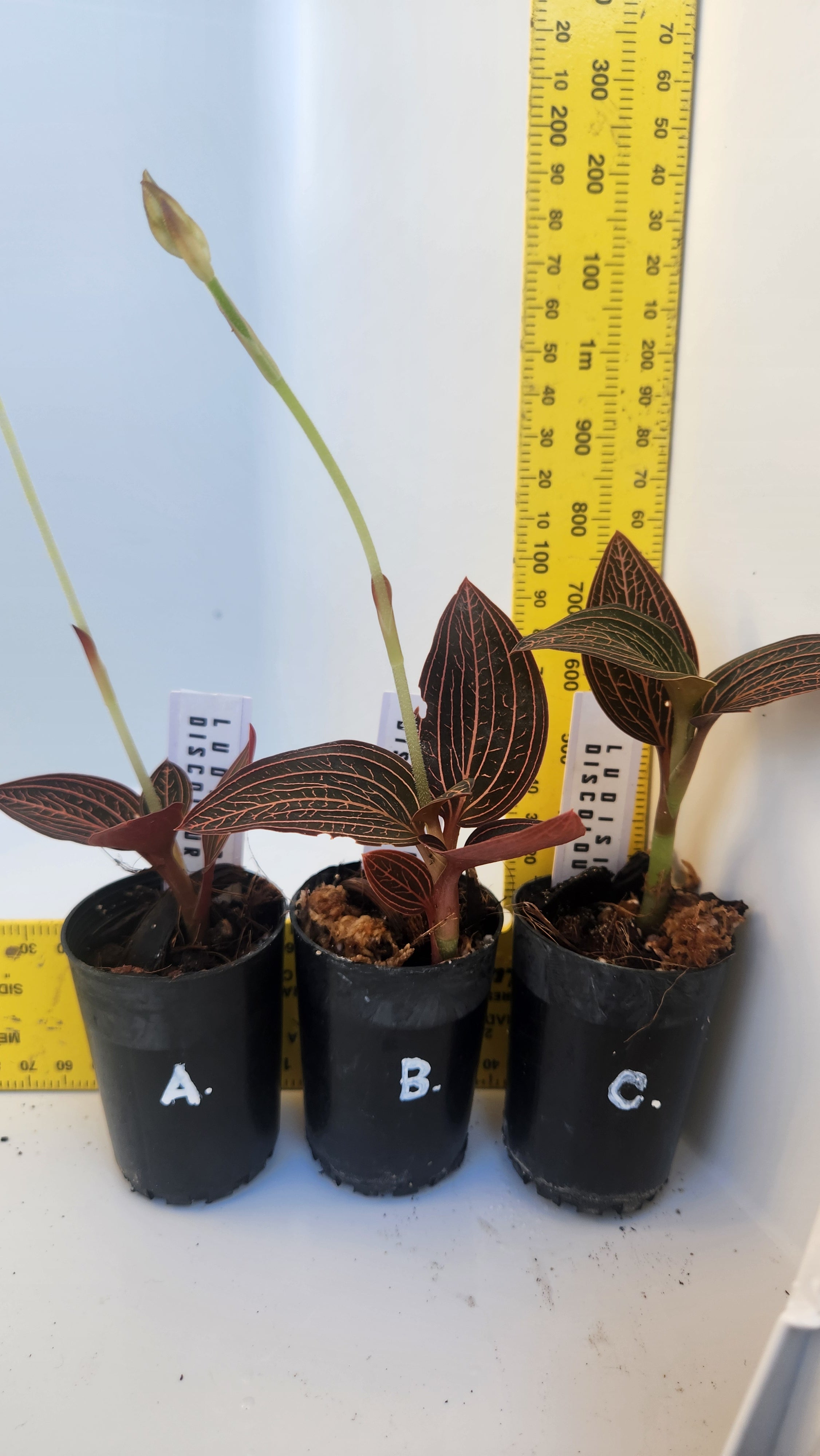 JEWEL ORCHID LUDISIA DISCOLOR 'SPIDERMAN'