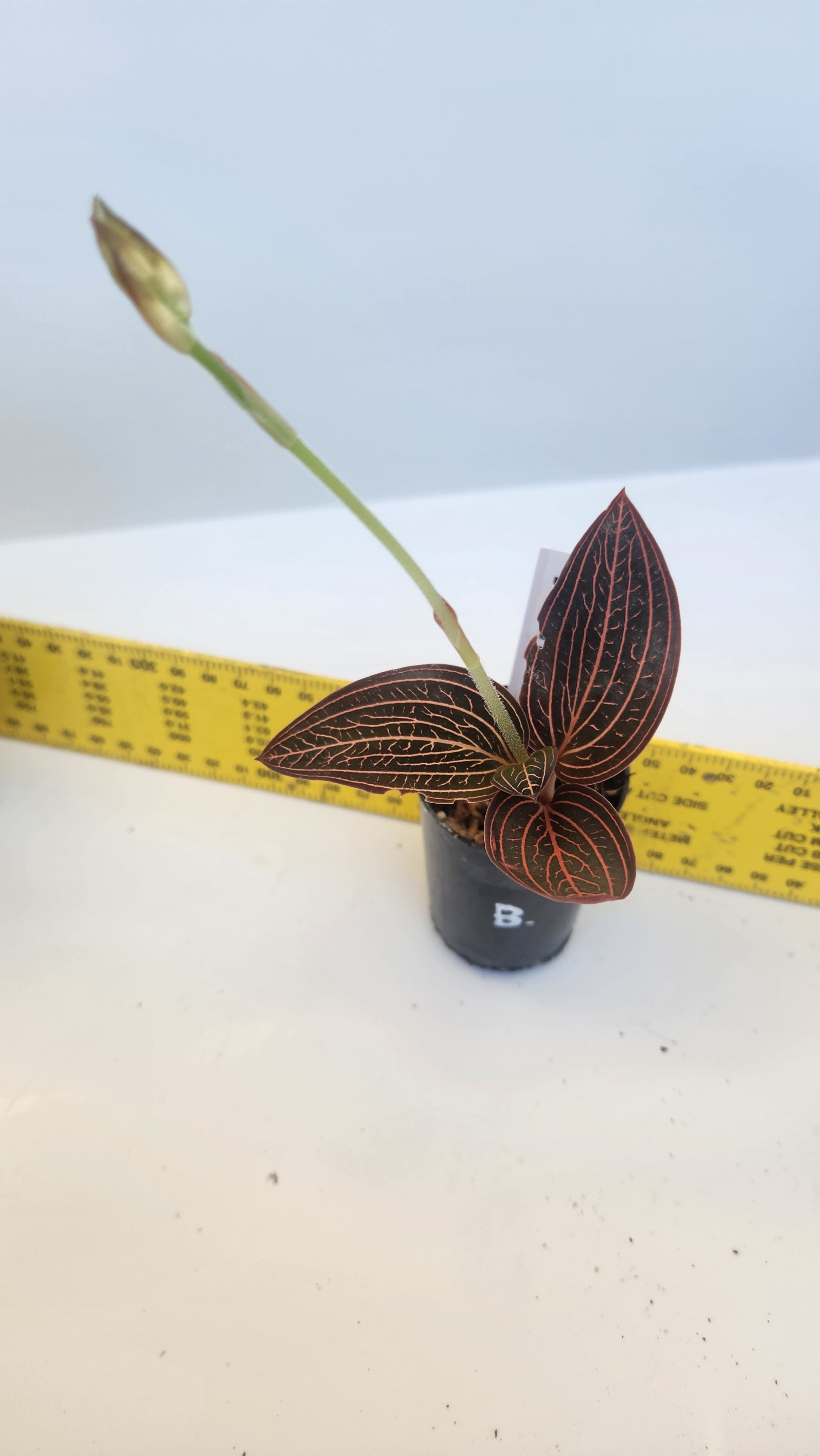 JEWEL ORCHID LUDISIA DISCOLOR 'SPIDERMAN'