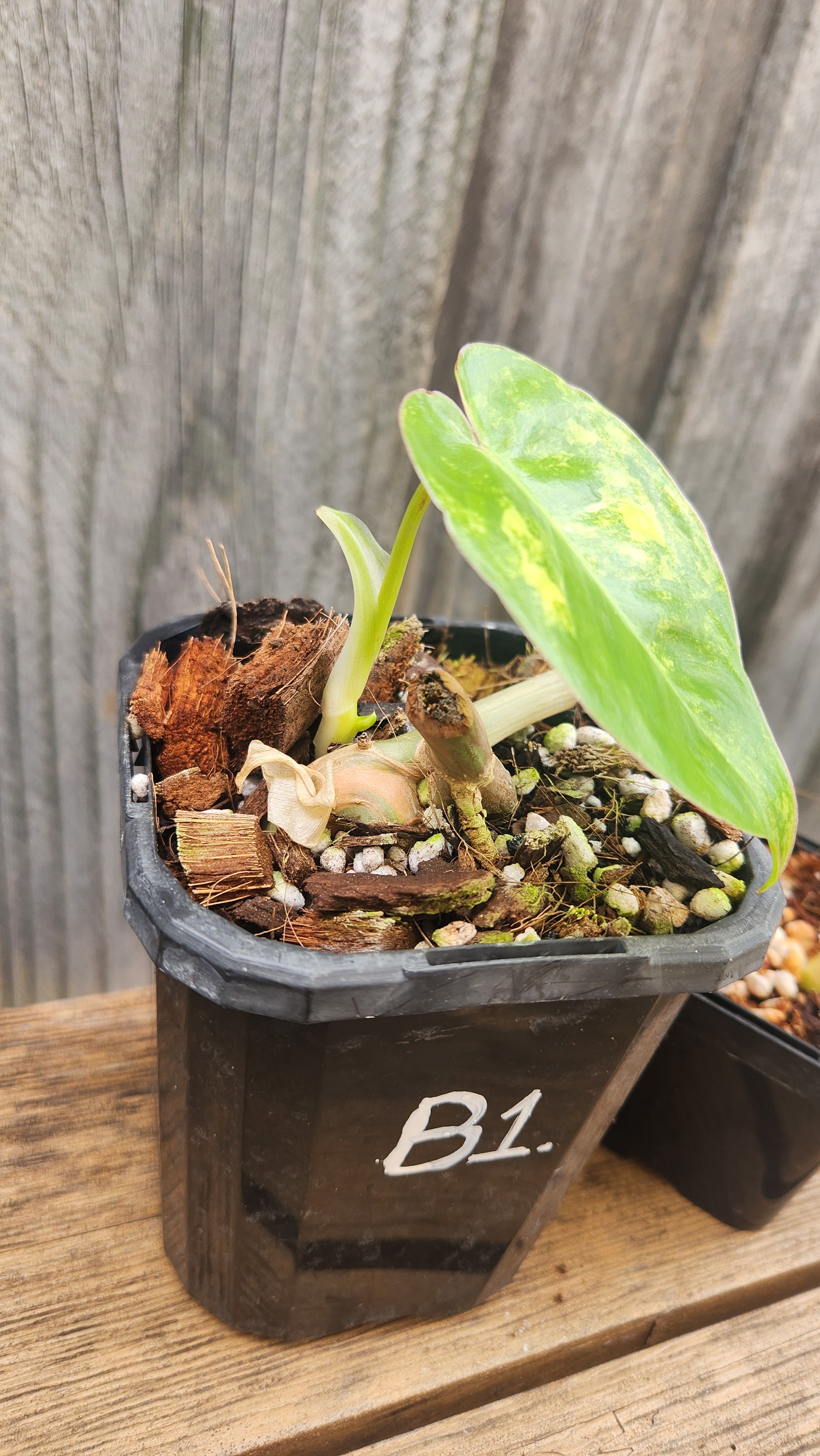 PHILODENDRON BURLE MARX VARIEGATED