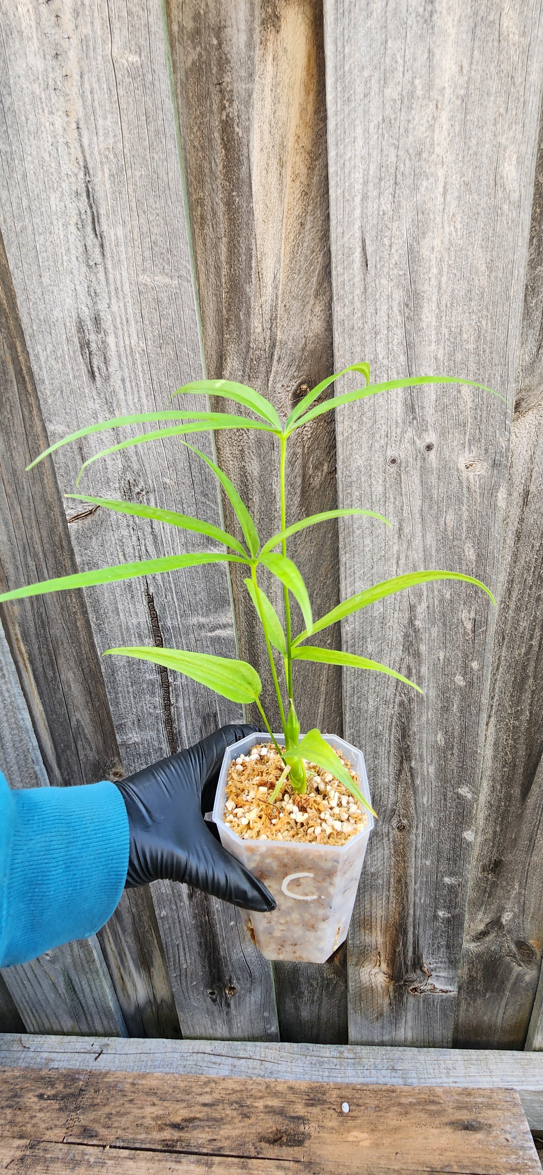 ANTHURIUM POLYDACTYLUM