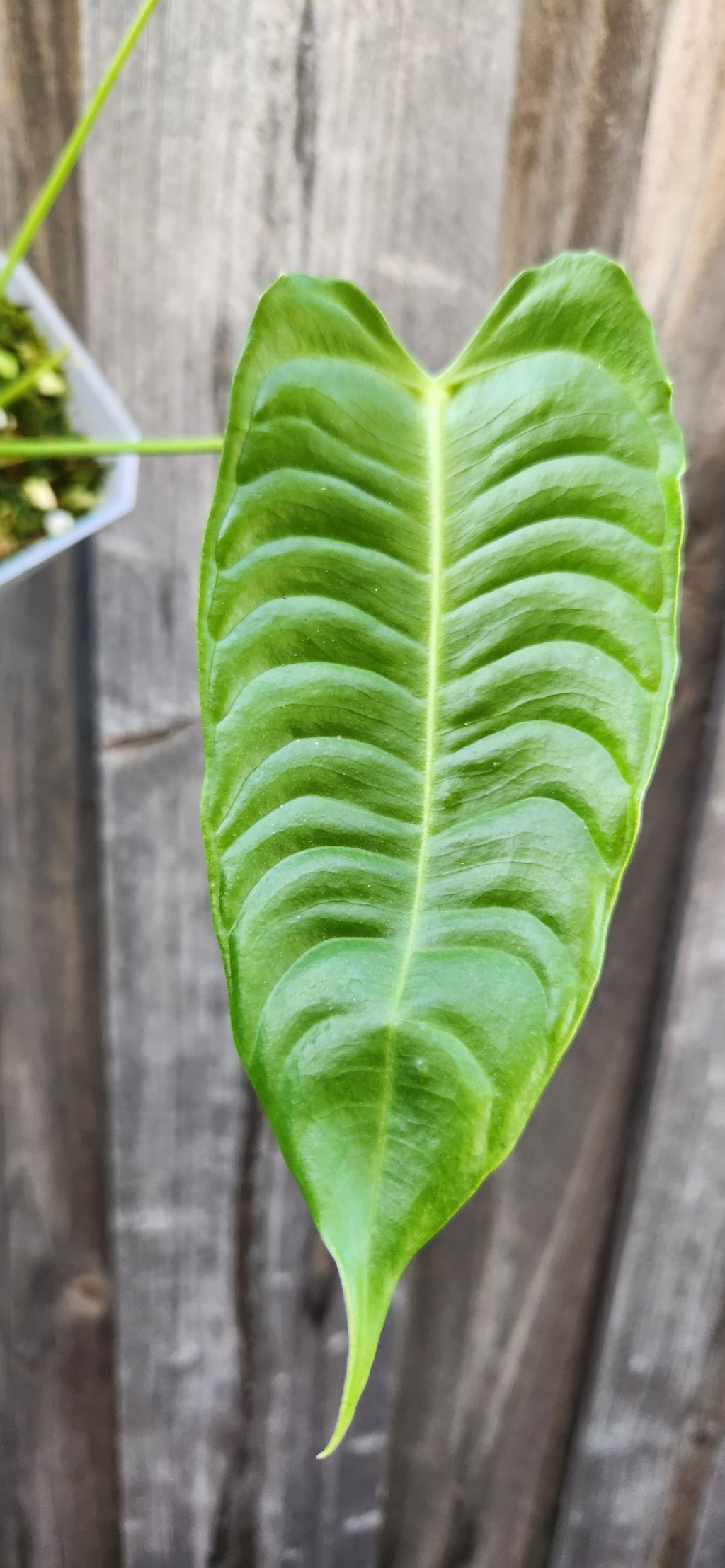 ANTHURIUM VEITCHII NARROW FORM