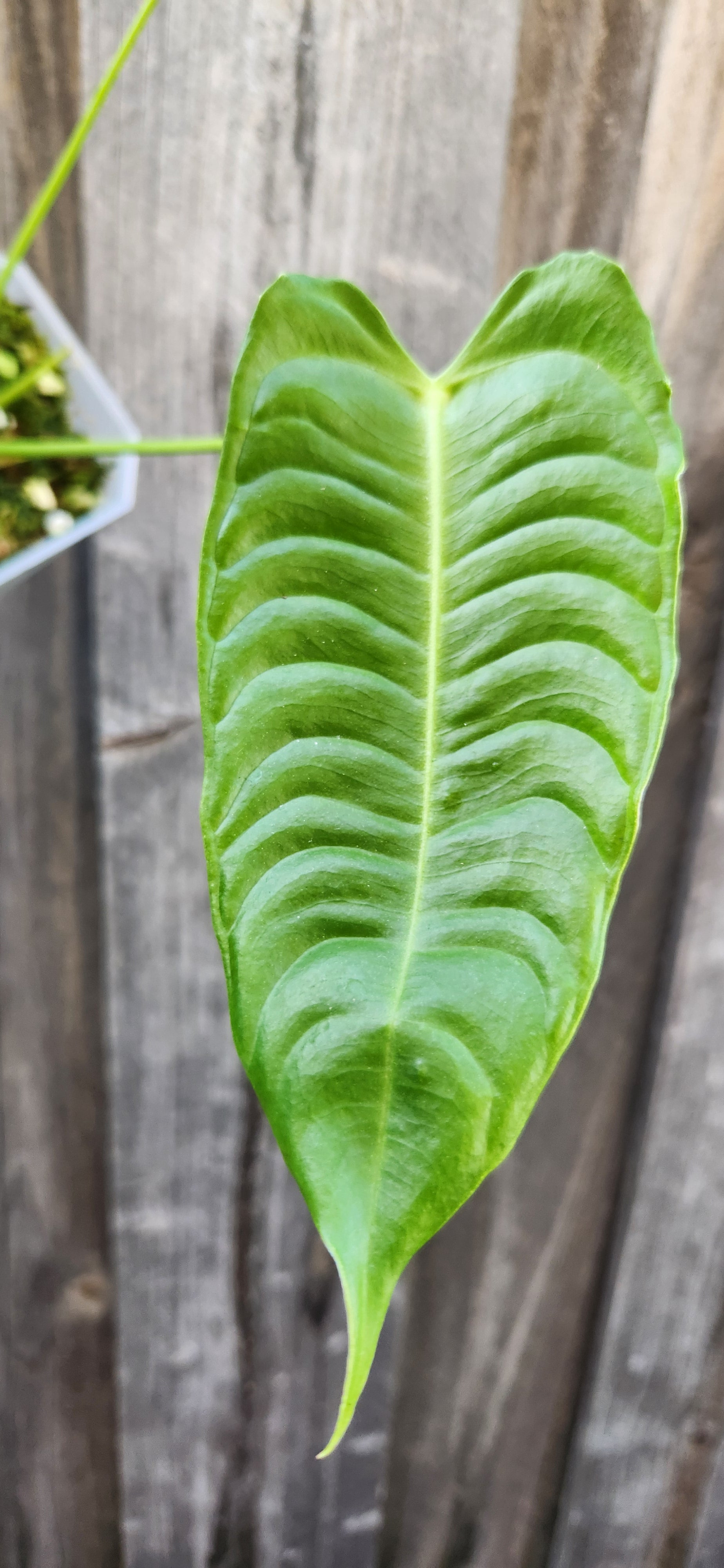 ANTHURIUM VEITCHII NARROW FORM