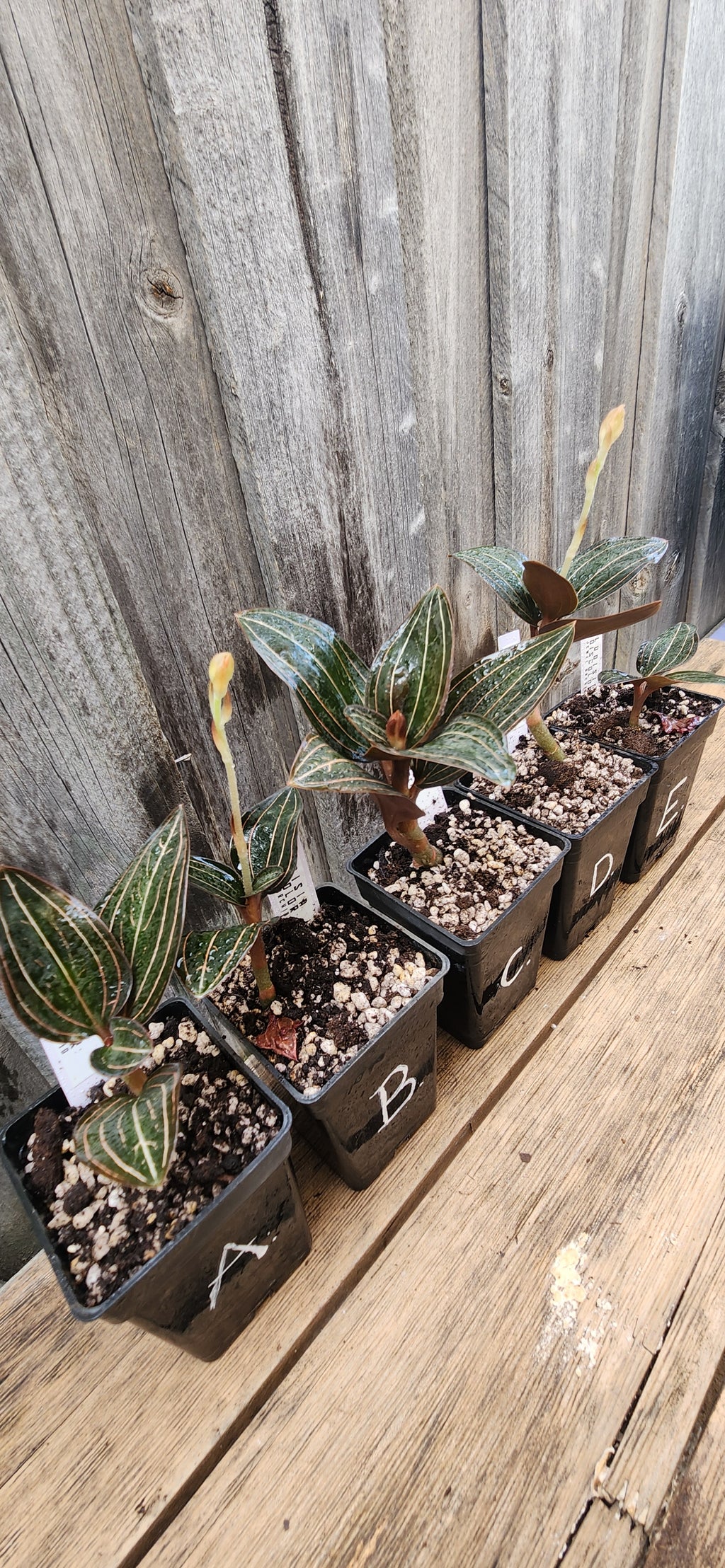 JEWEL ORCHID LUDISIA DISCOLOR 'NIGRESCENS'