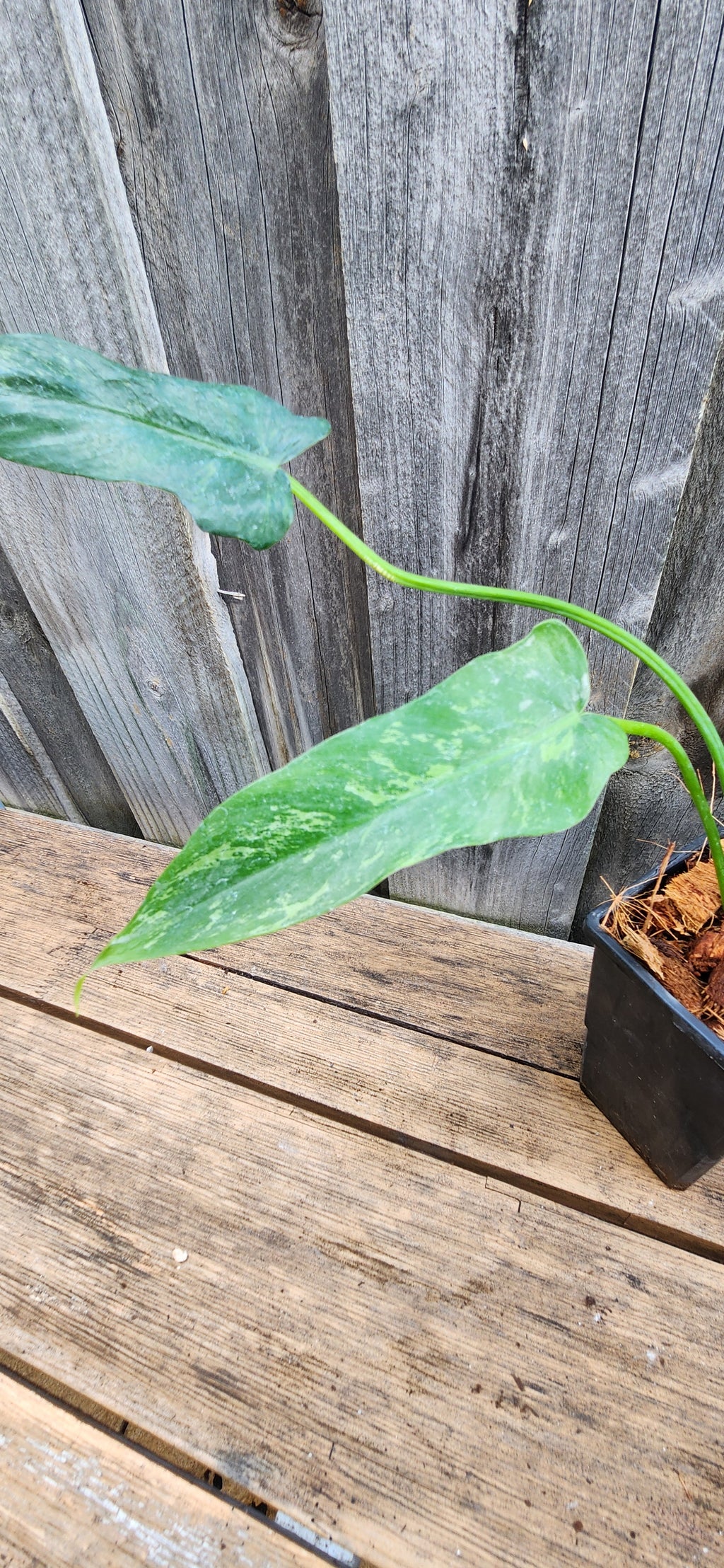 PHILODENDRON GOLDEN DRAGON 'LIME-FIDDLE' VARIEGATED