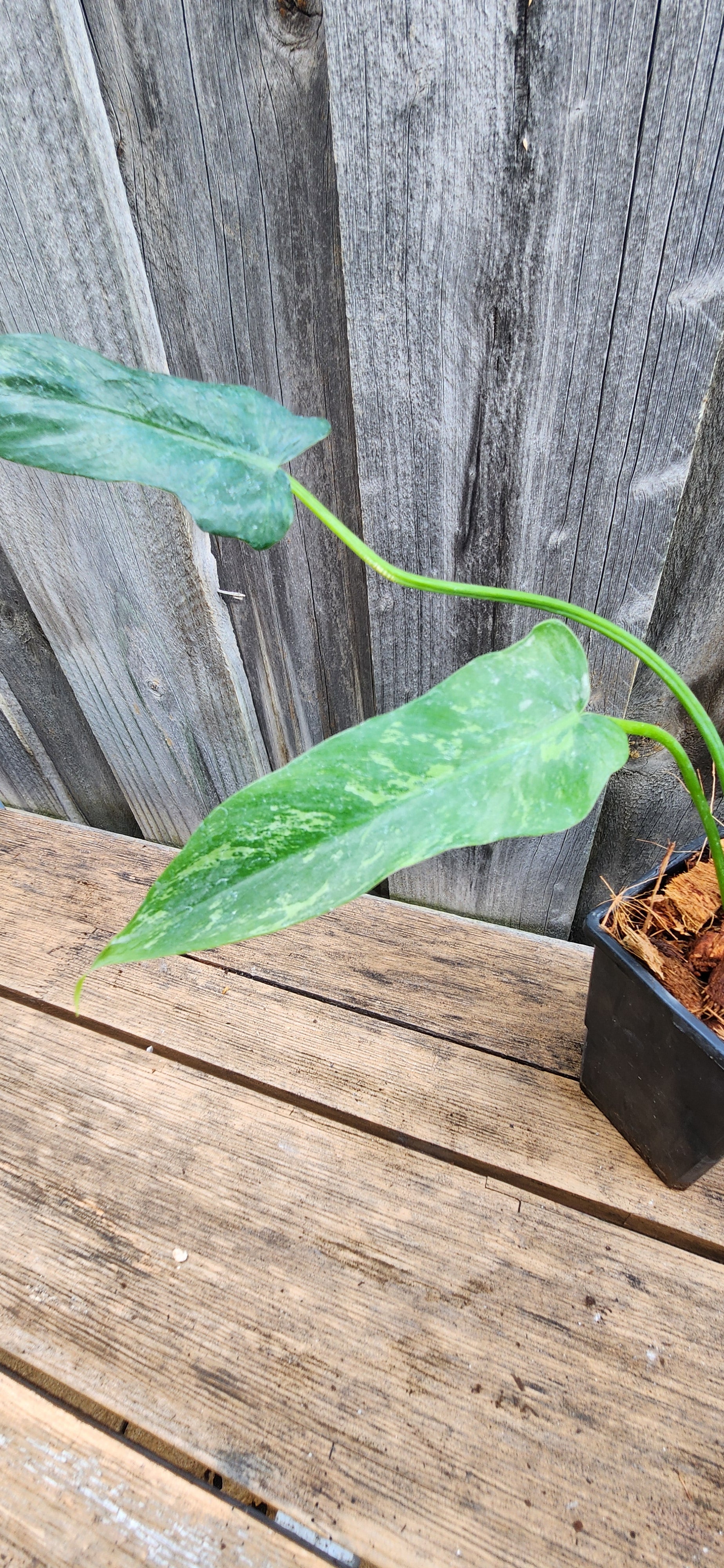 PHILODENDRON GOLDEN DRAGON 'LIME-FIDDLE' VARIEGATED