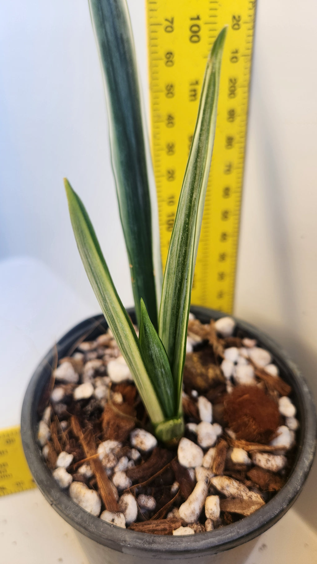 SANSEVIERIA TRIFASCIATA 'BANTEL'S SENSATION' VARIEGATED