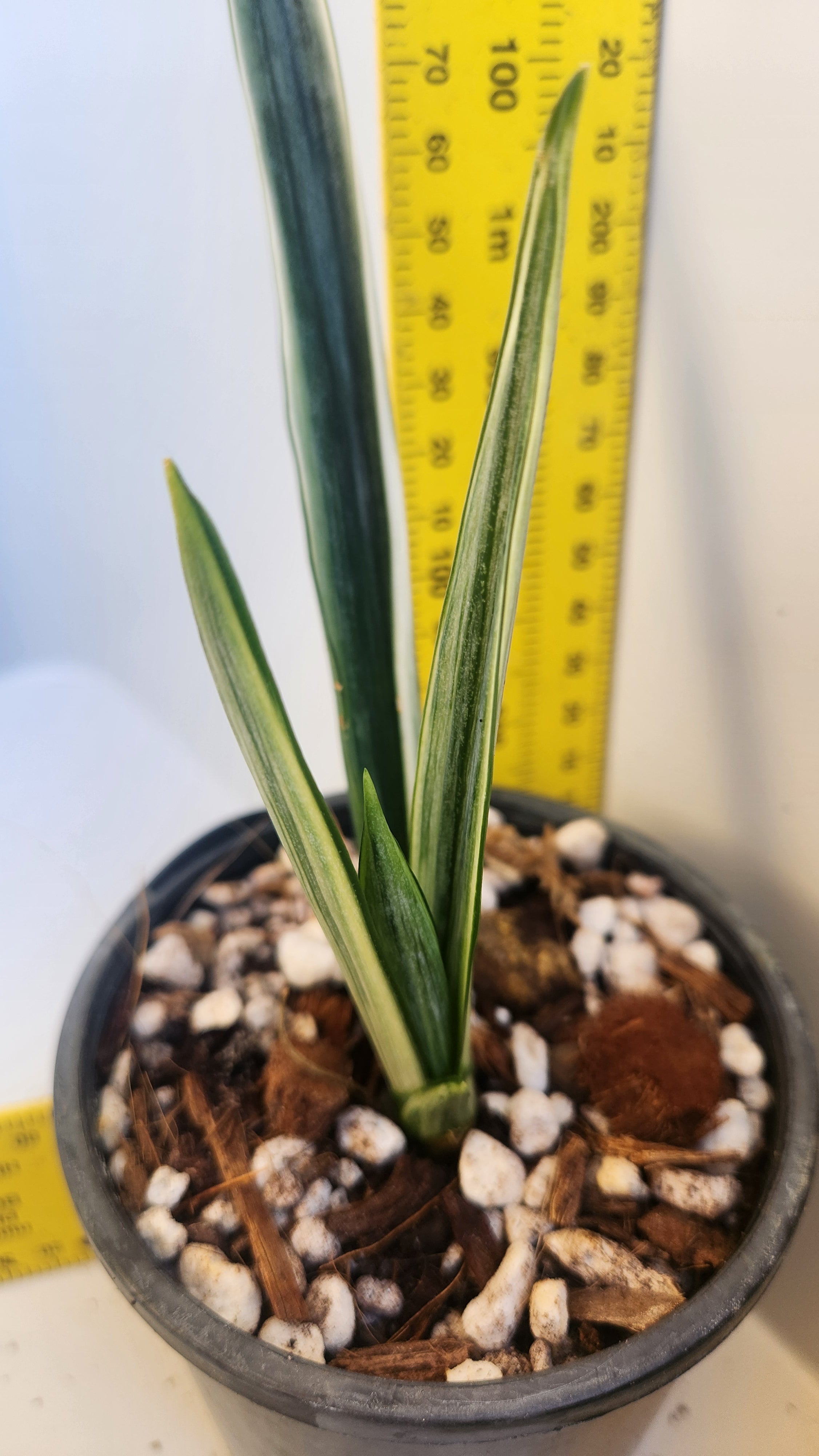 SANSEVIERIA TRIFASCIATA 'BANTEL'S SENSATION' VARIEGATED