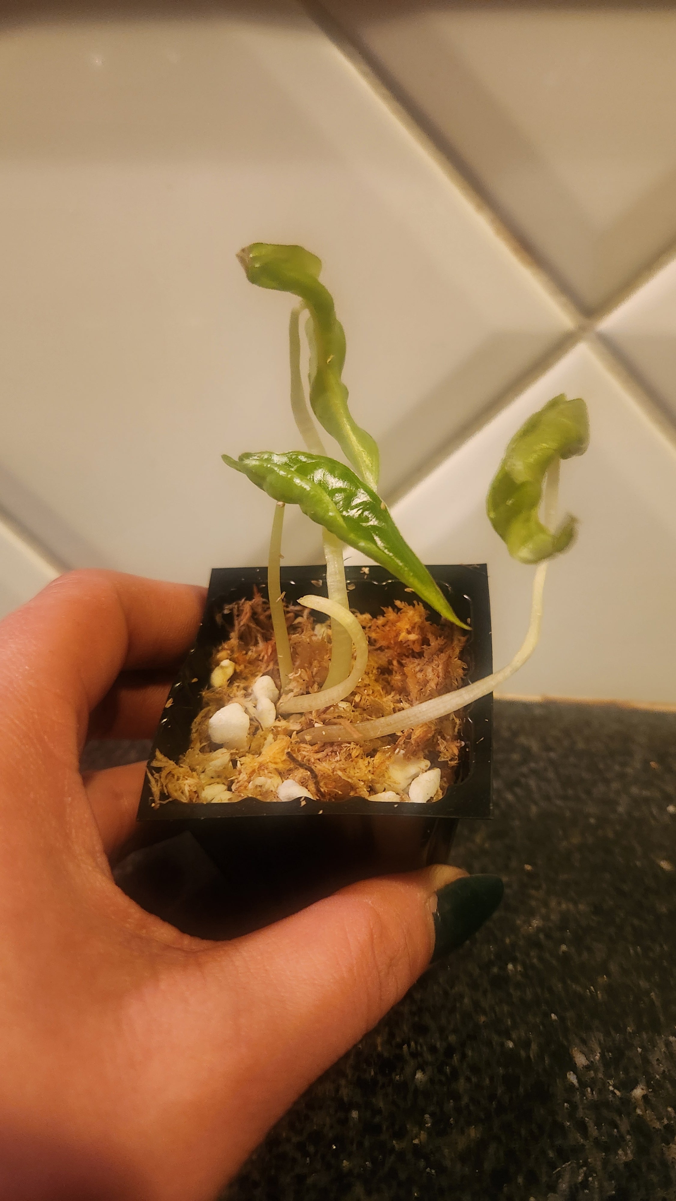 ALOCASIA VENOM PLANTLET