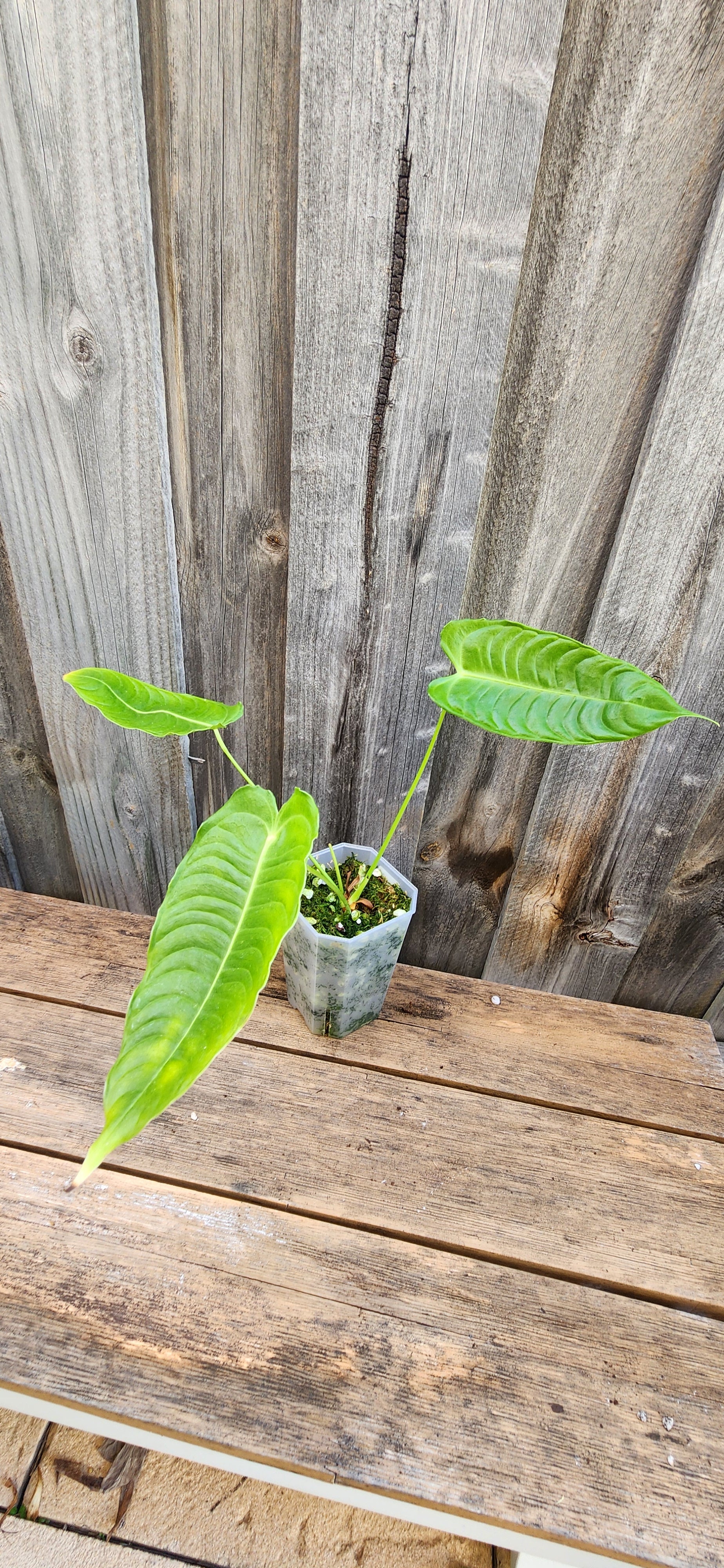 ANTHURIUM VEITCHII NARROW FORM