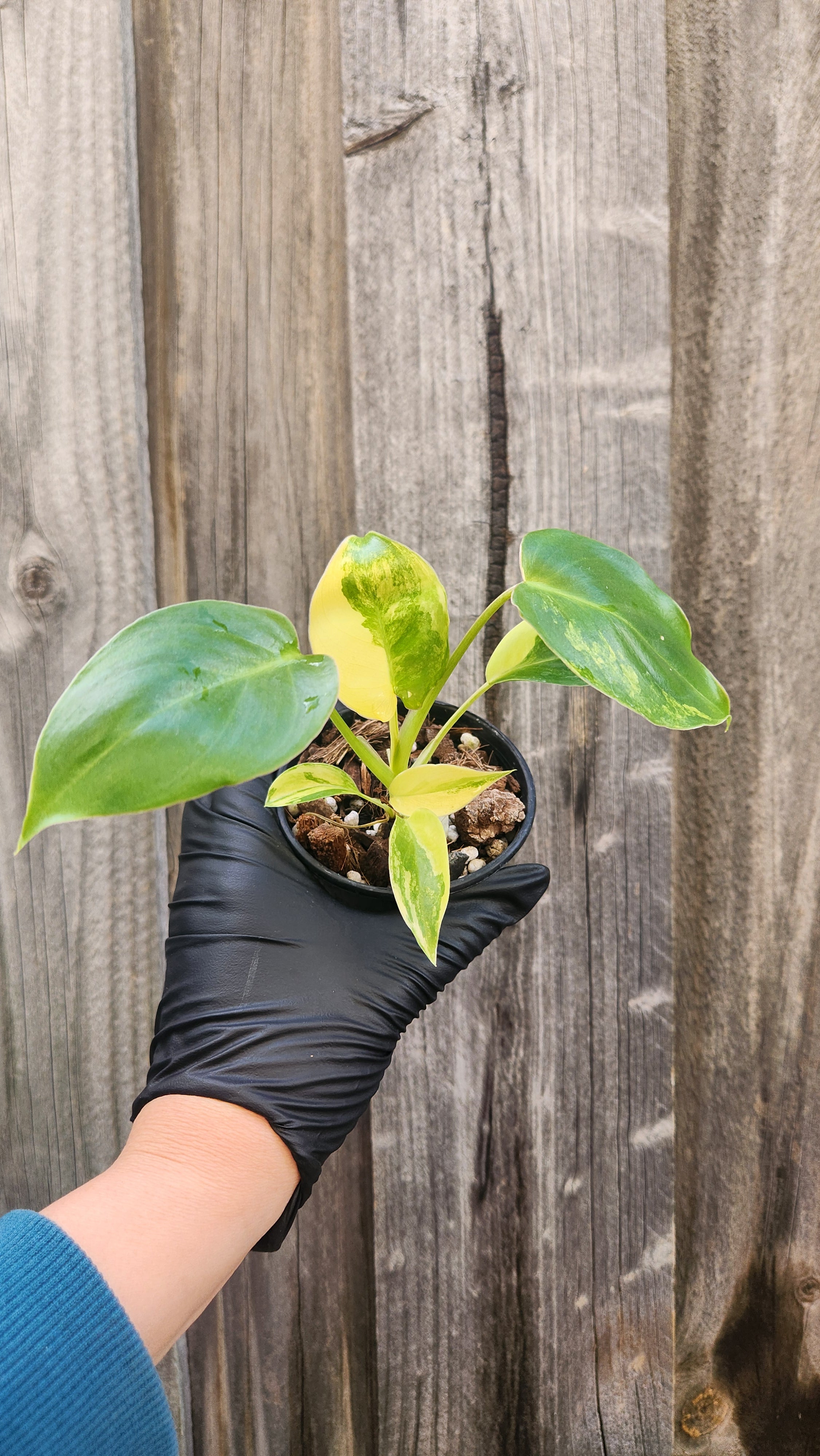 PHILODENDRON BURLE MARX VARIEGATED