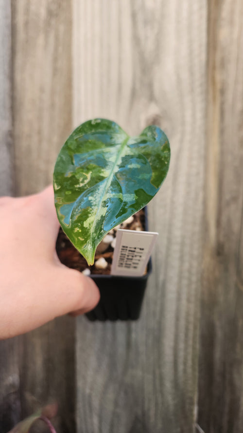 anthurium polydactylum for sale ANTHURIUM POLYDACTYLUM – GOLD LEAF GREENHOUSE
