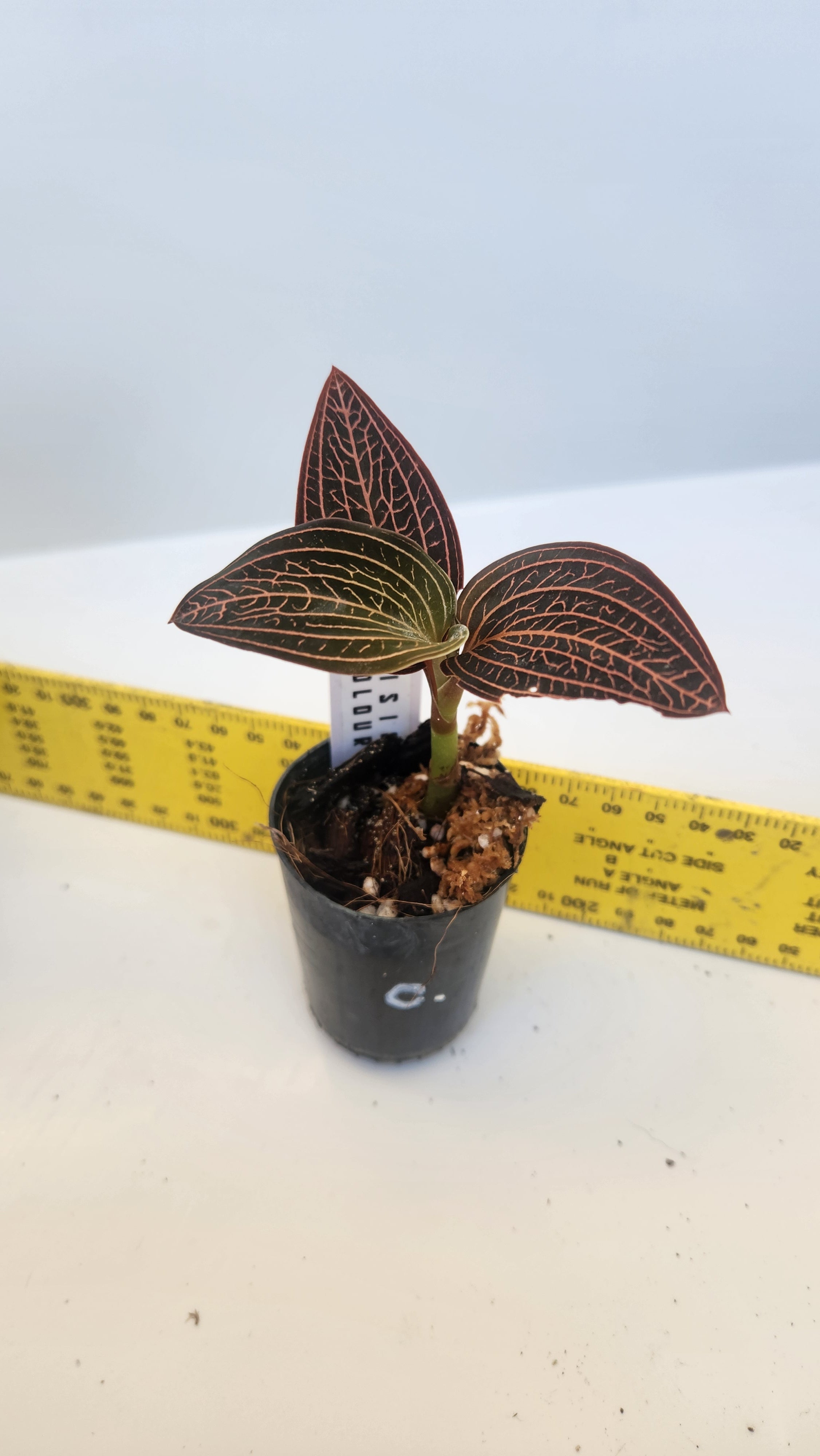 JEWEL ORCHID LUDISIA DISCOLOR 'SPIDERMAN'