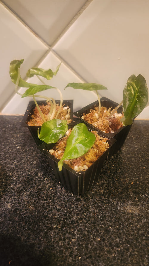 anthurium polydactylum ANTHURIUM POLYDACTYLUM – GOLD LEAF GREENHOUSE