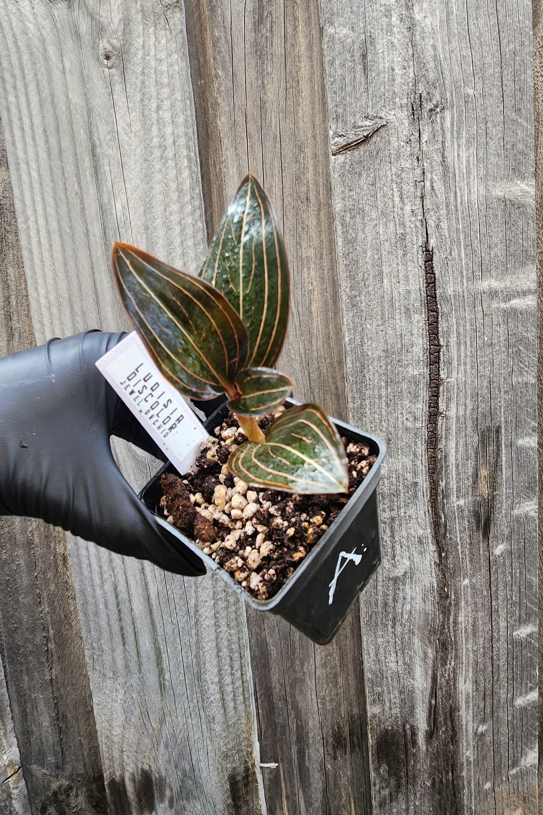 JEWEL ORCHID LUDISIA DISCOLOR 'NIGRESCENS'
