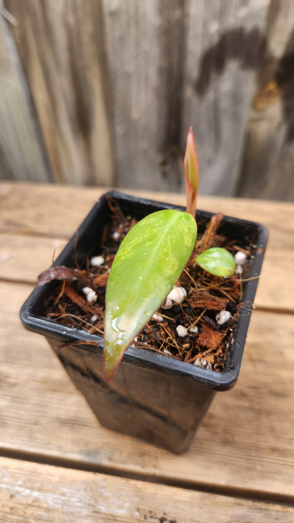 PHILODENDRON STRAWBERRY SHAKE VARIEGATED