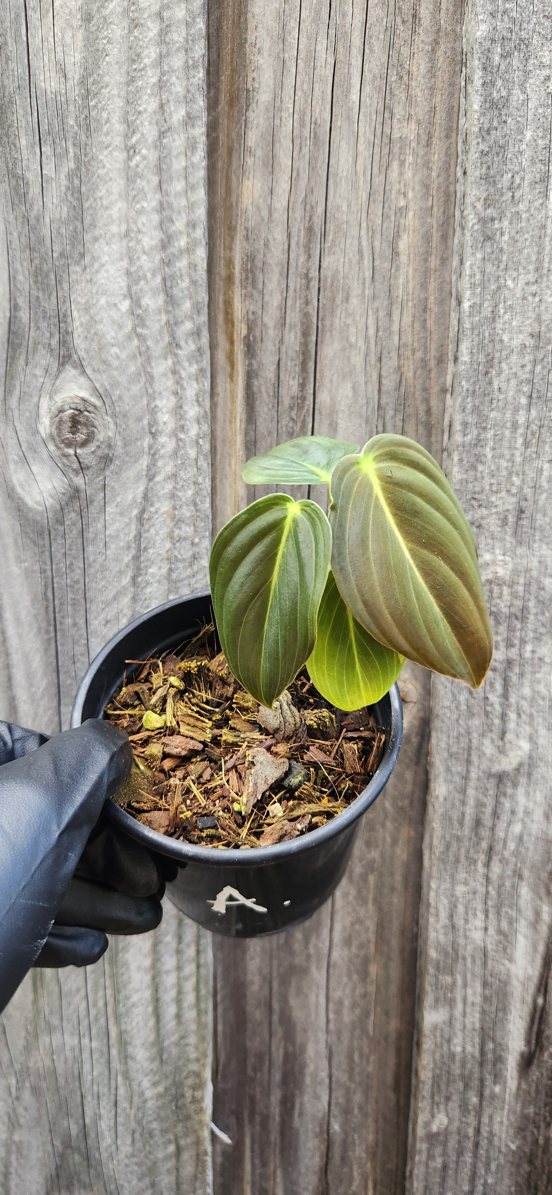 PHILODENDRON MELANOCHRYSUM