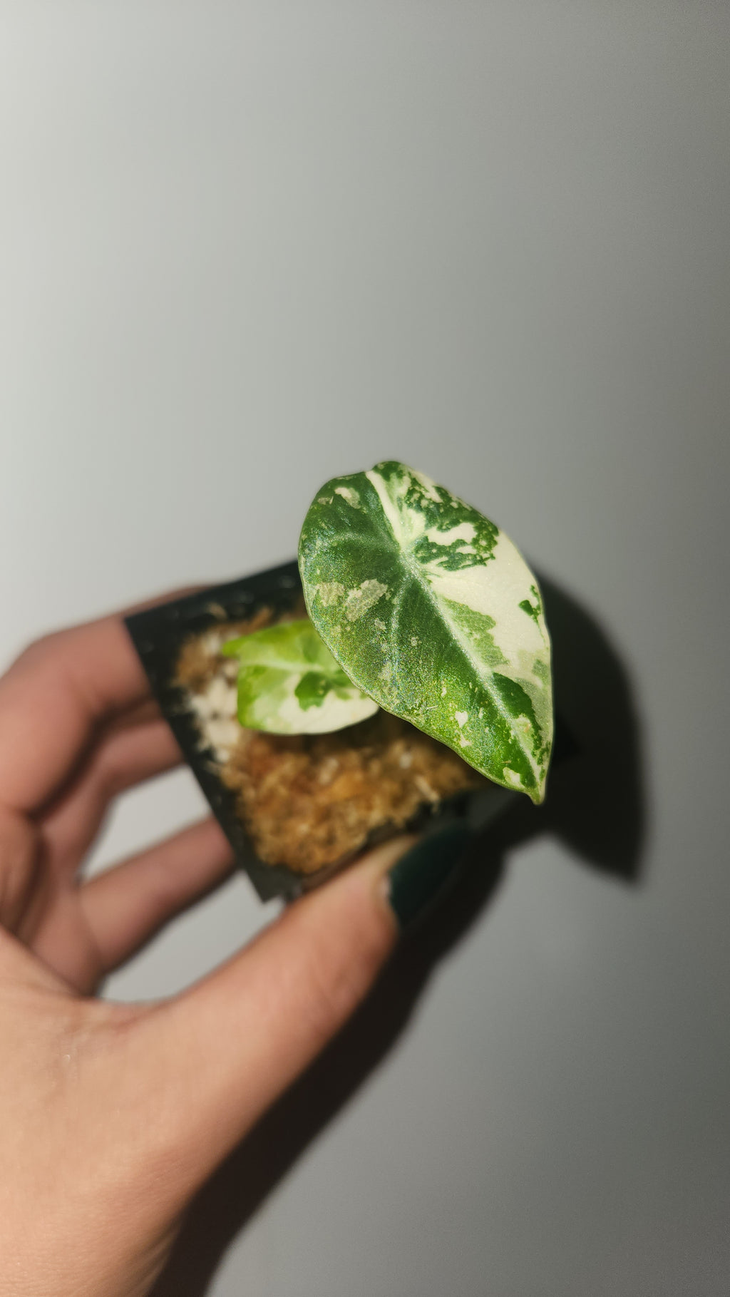 ALOCASIA BLACK VELVET PINK VARIEGATED PLANTLET