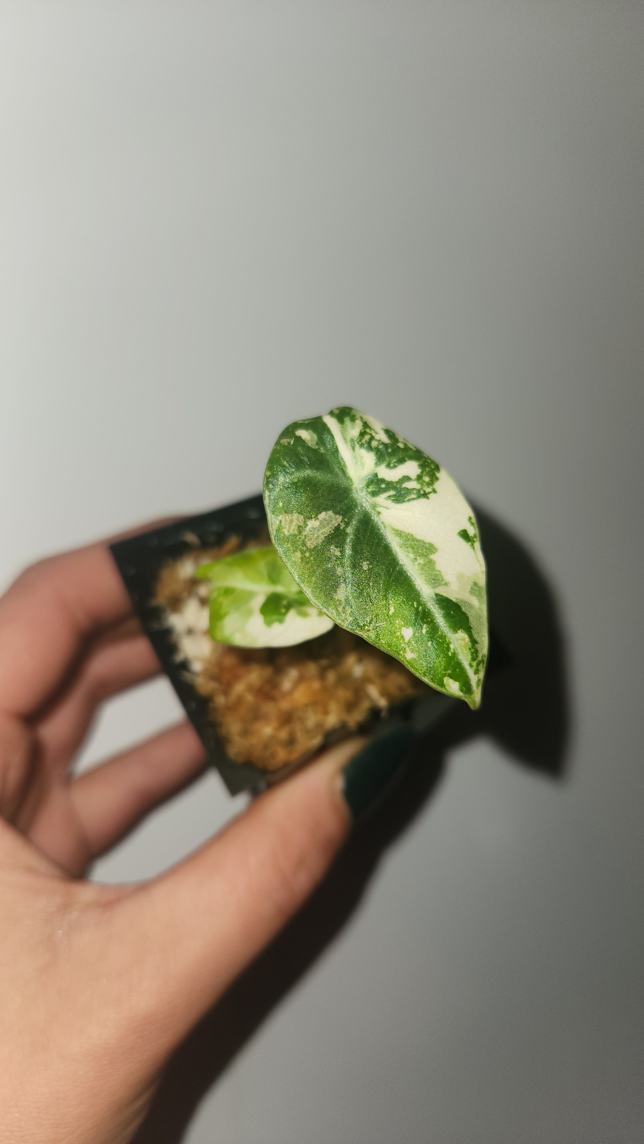 ALOCASIA BLACK VELVET PINK VARIEGATED PLANTLET