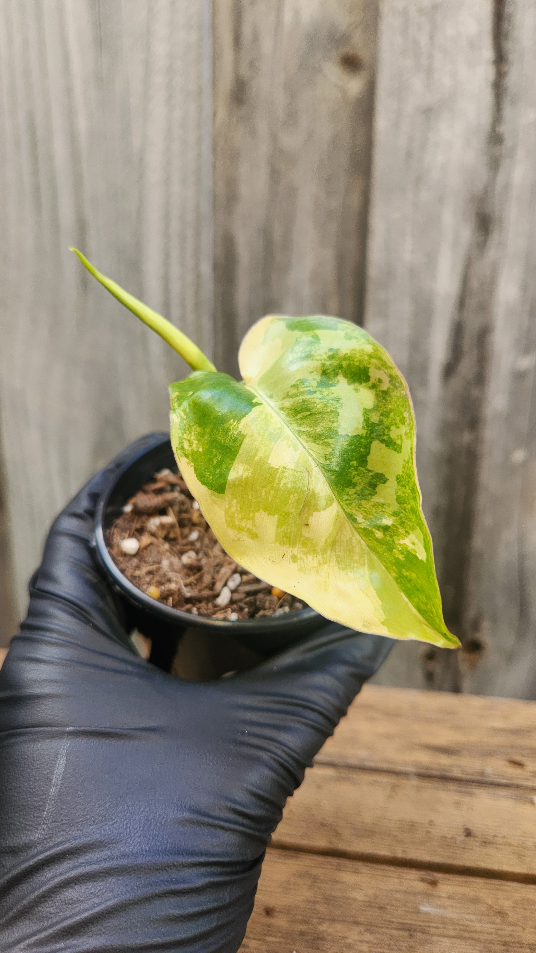 PHILODENDRON BURLE MARX VARIEGATED