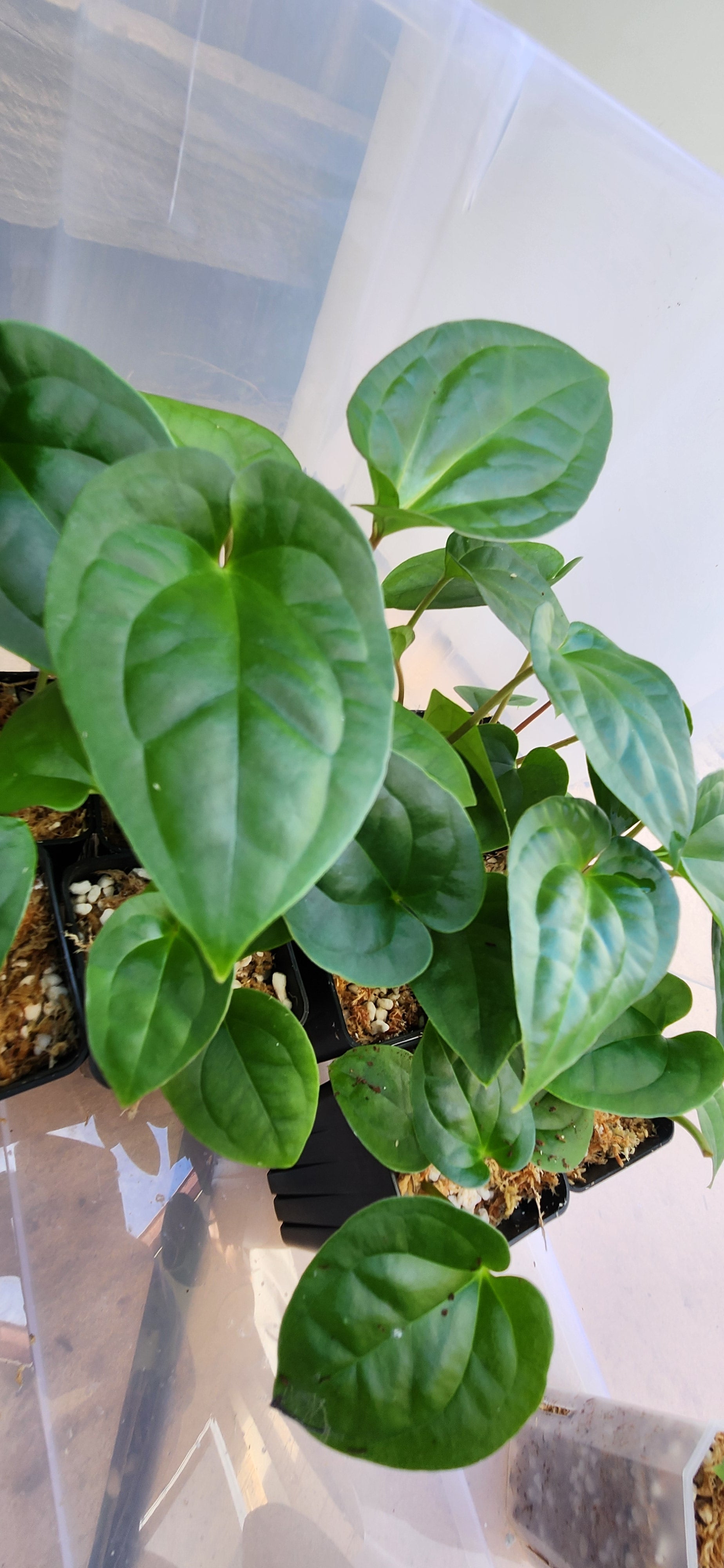 anthurium glabra ANTHURIUM SILVER BLUSH x LUXURIANS