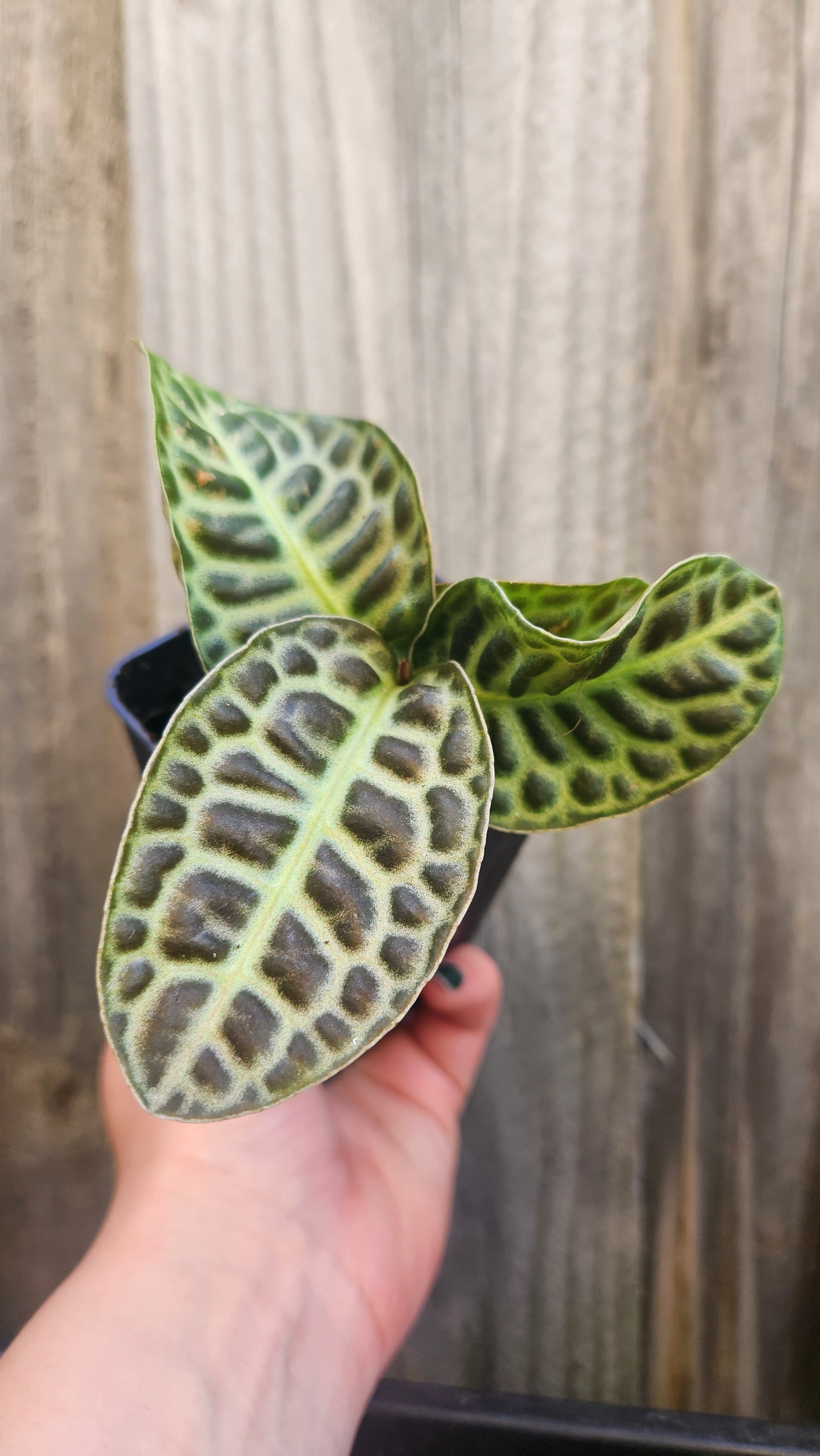 LABISIA PUMILA 'TURTLEBACK' – GOLD LEAF GREENHOUSE