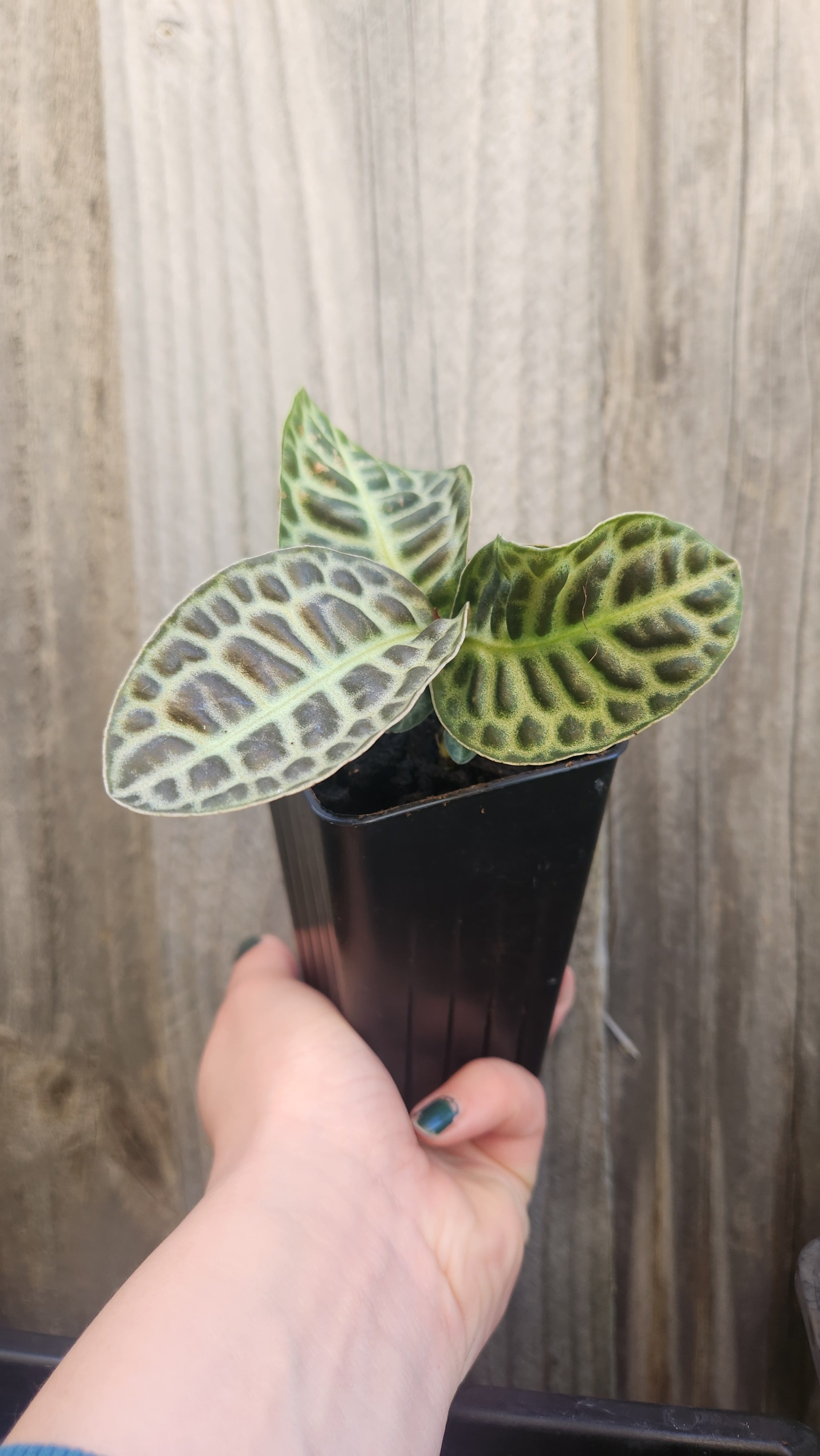 LABISIA PUMILA 'TURTLEBACK'