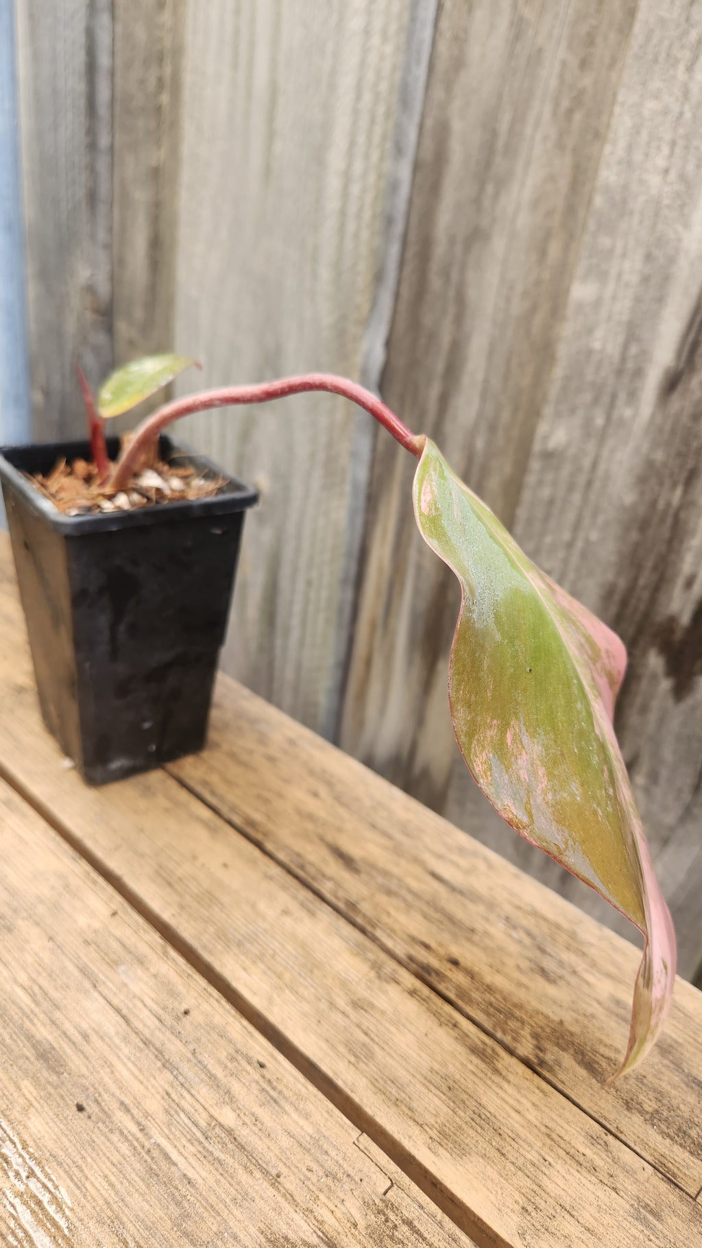 PHILODENDRON STRAWBERRY SHAKE VARIEGATED