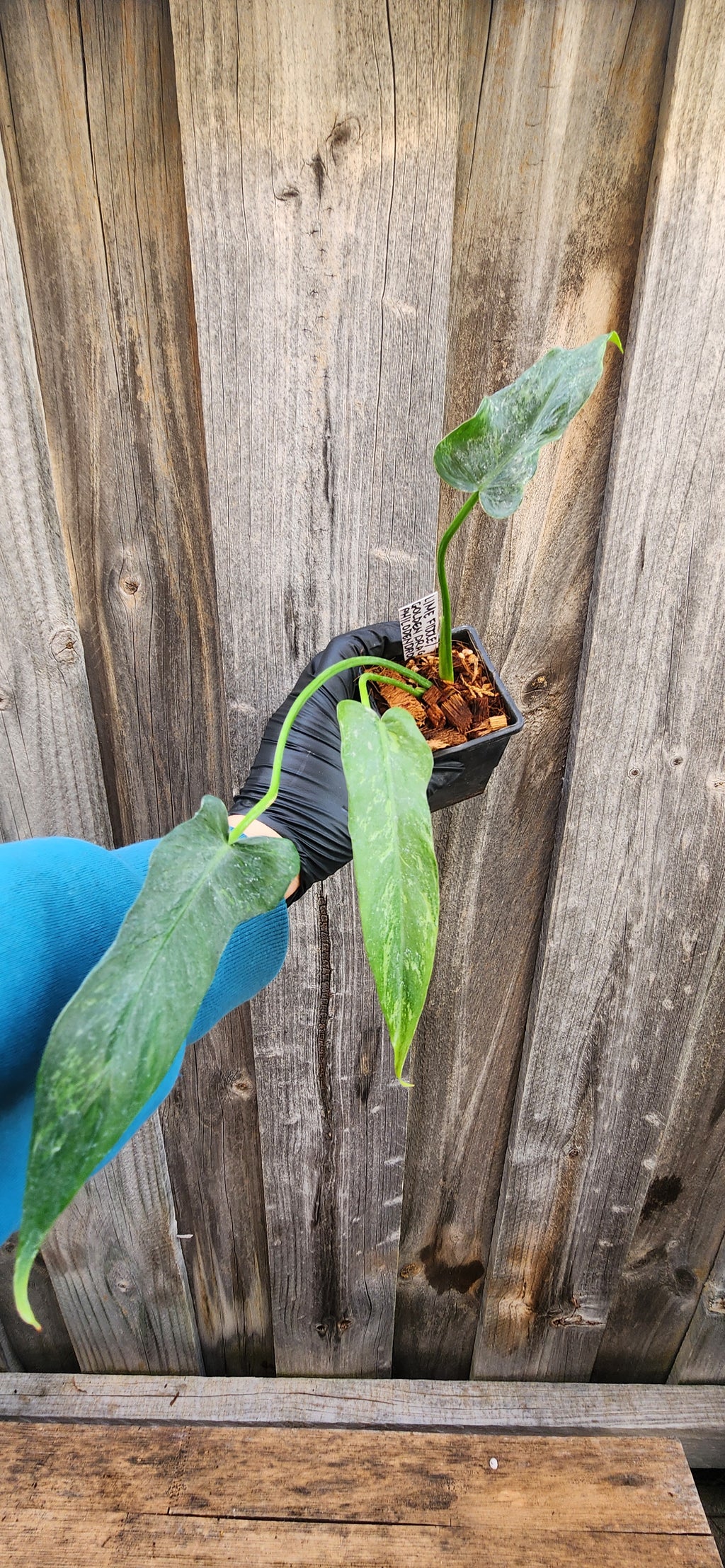 PHILODENDRON GOLDEN DRAGON 'LIME-FIDDLE' VARIEGATED