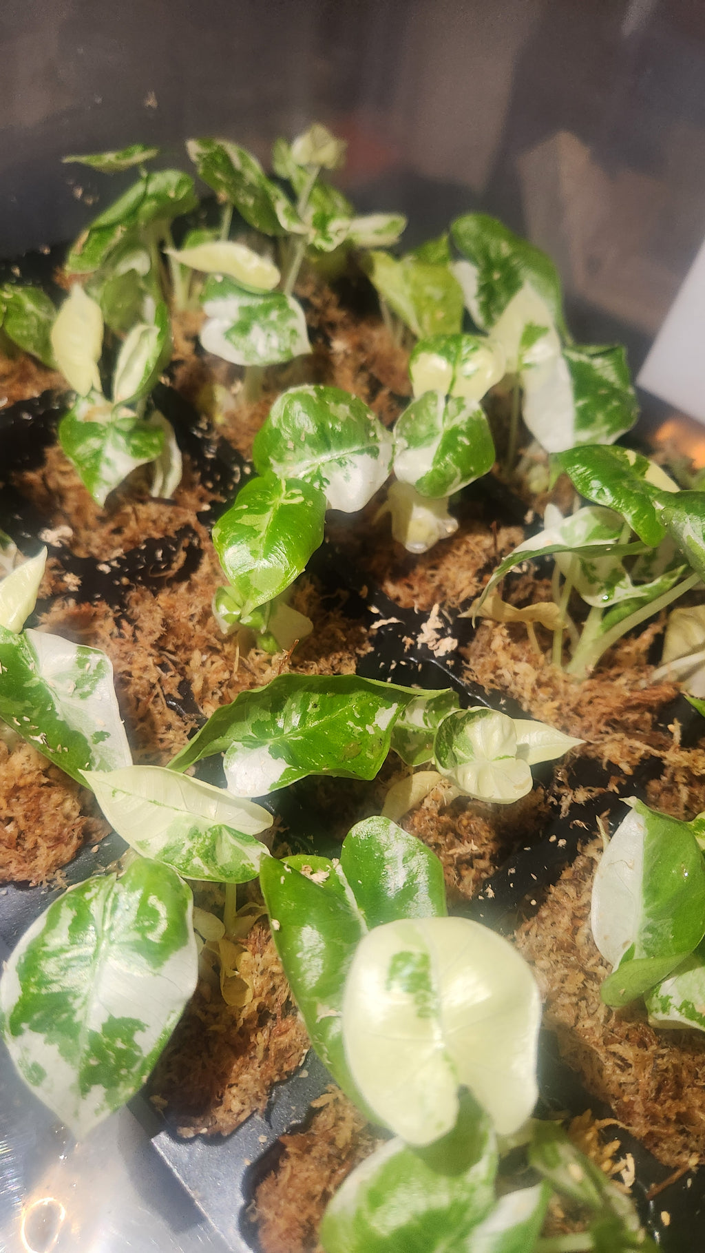 ALOCASIA MICHOLITZIANA FRYDEK PLANTLET