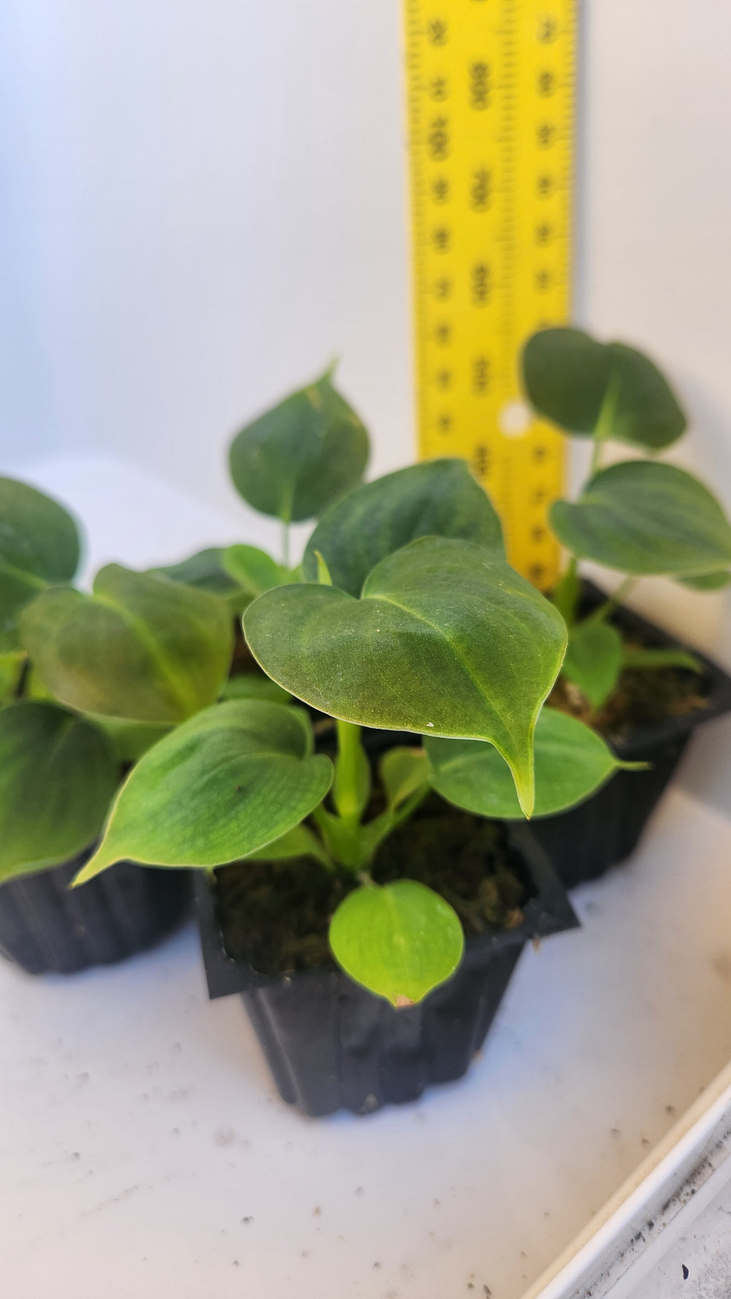 PHILODENDRON LUPINUM PLANTLET