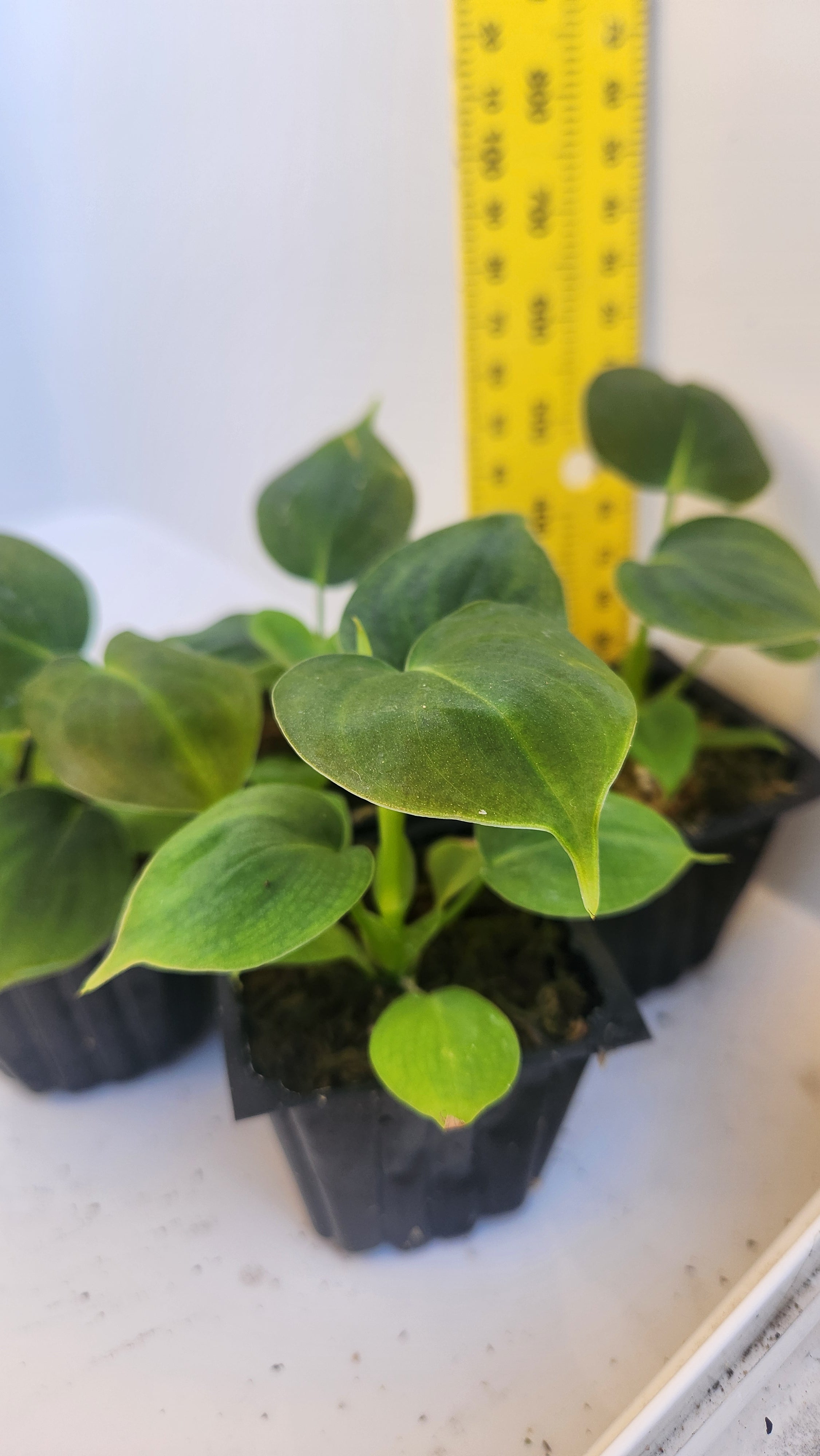 PHILODENDRON LUPINUM PLANTLET