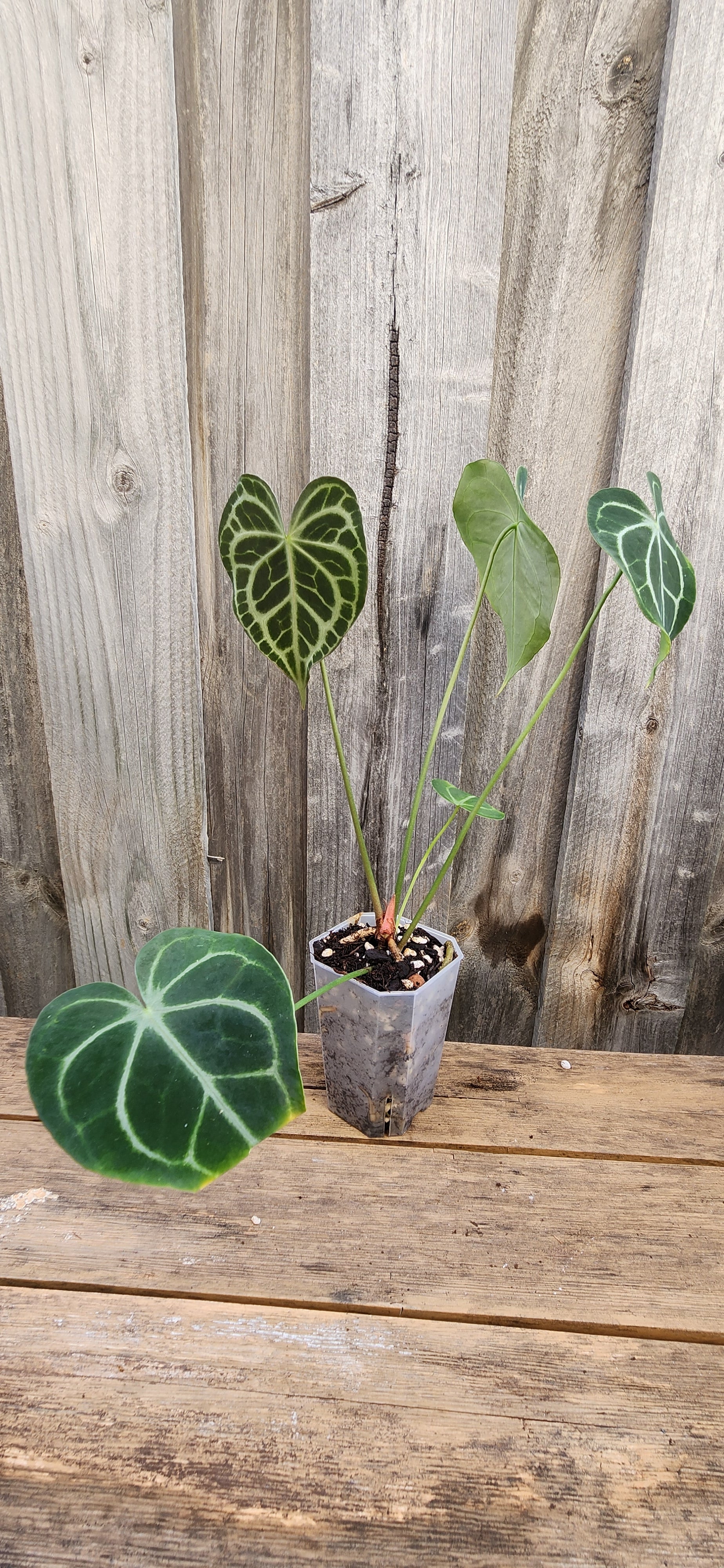 anthurium clarinervium for sale australia ANTHURIUM QUEEN CLARINERVIUM – GOLD LEAF GREENHOUSE