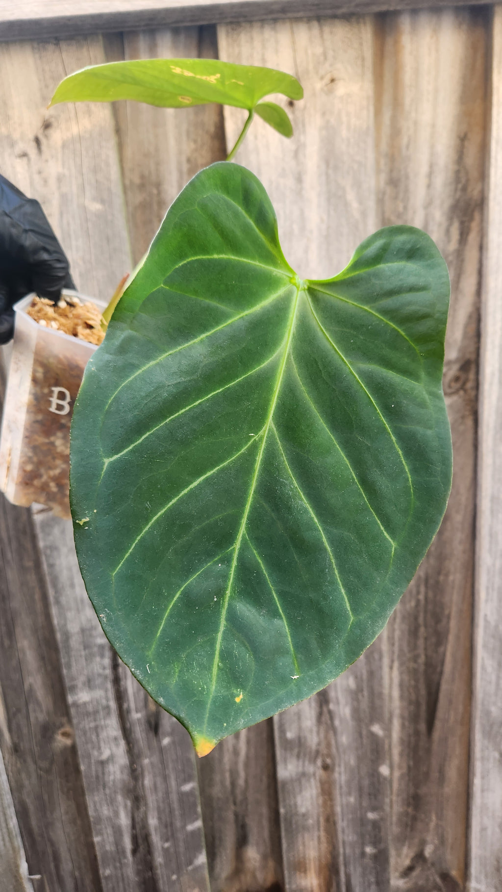 ANTHURIUM CRYSTALLINUM x BOSWORTH BEAUTY