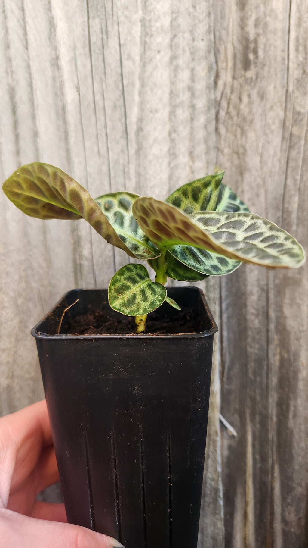 LABISIA PUMILA 'TURTLEBACK'
