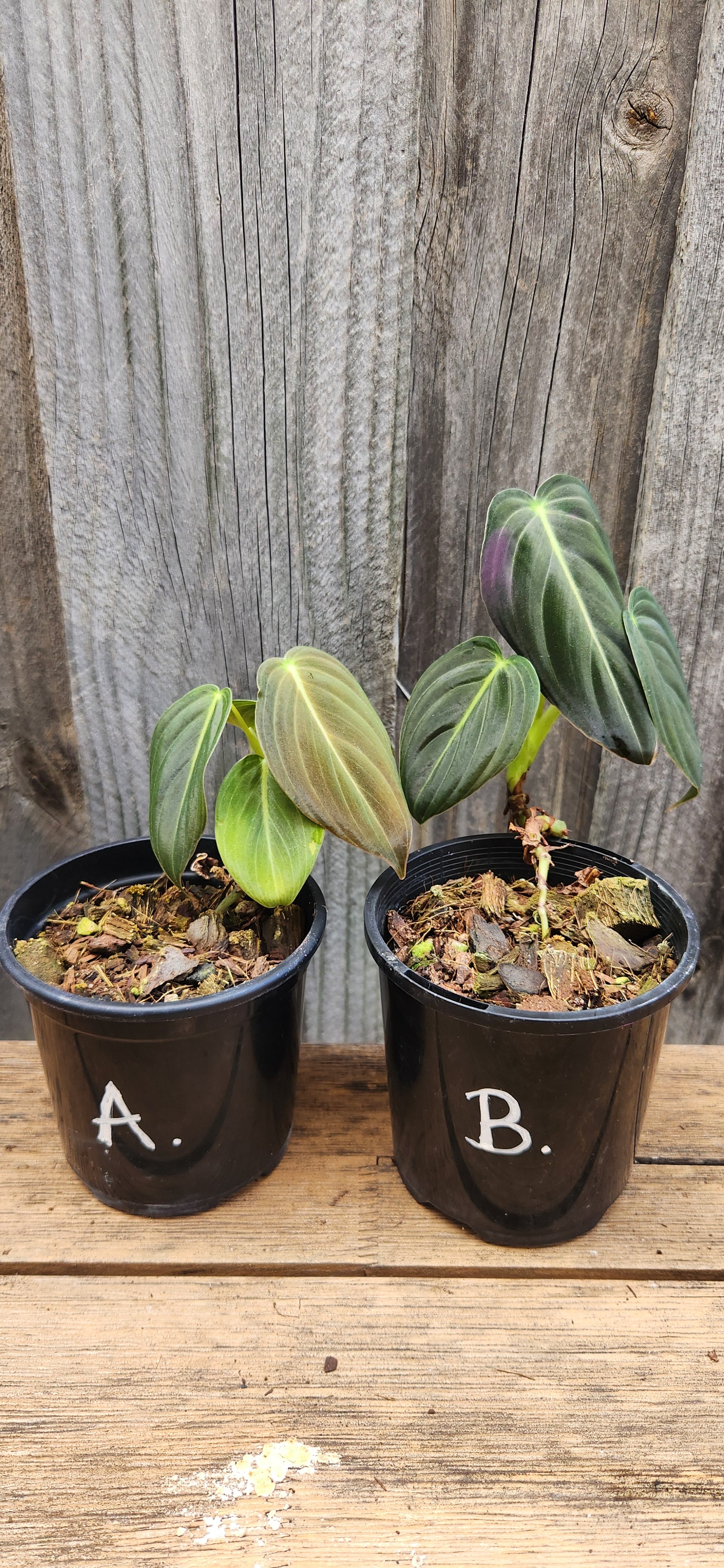 PHILODENDRON MELANOCHRYSUM