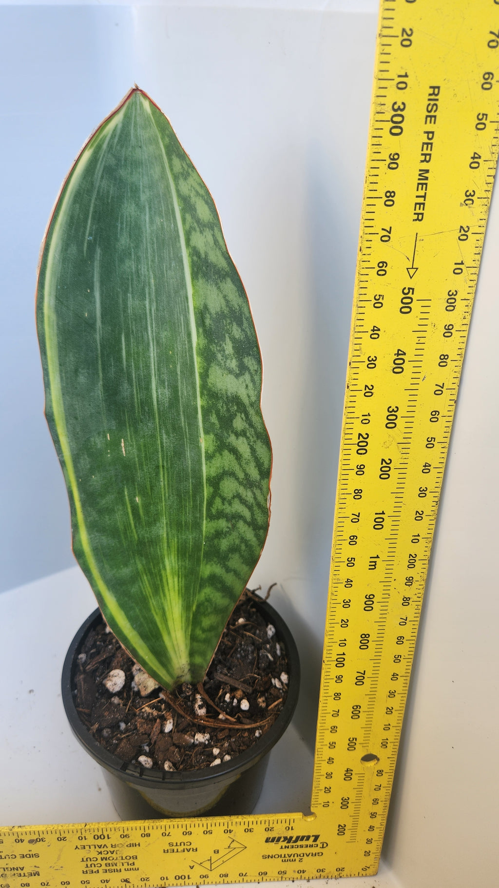 SANSEVIERIA MASONIANA 'WHALE FIN' VARIEGATED