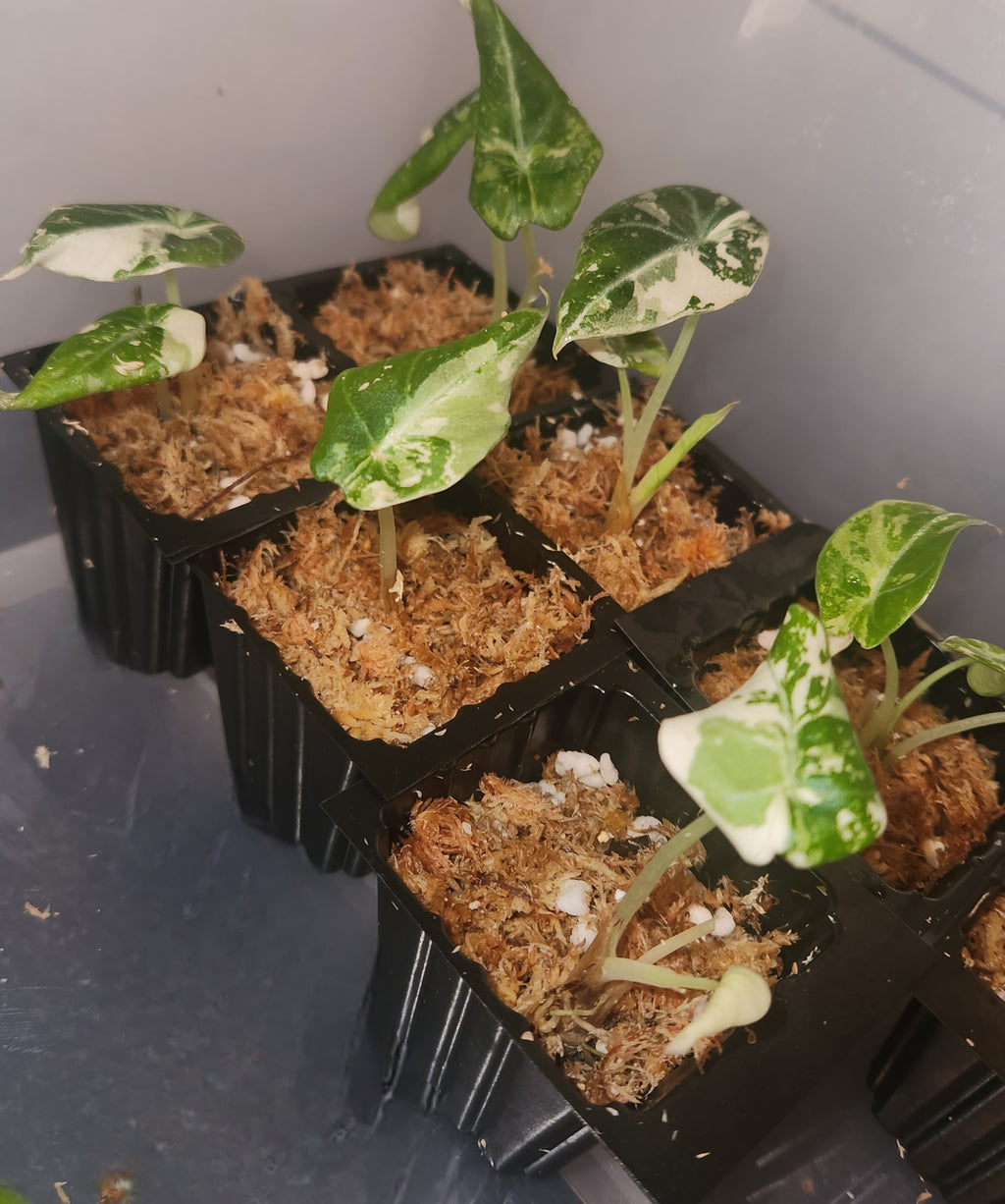 ALOCASIA BLACK VELVET PINK VARIEGATED PLANTLET