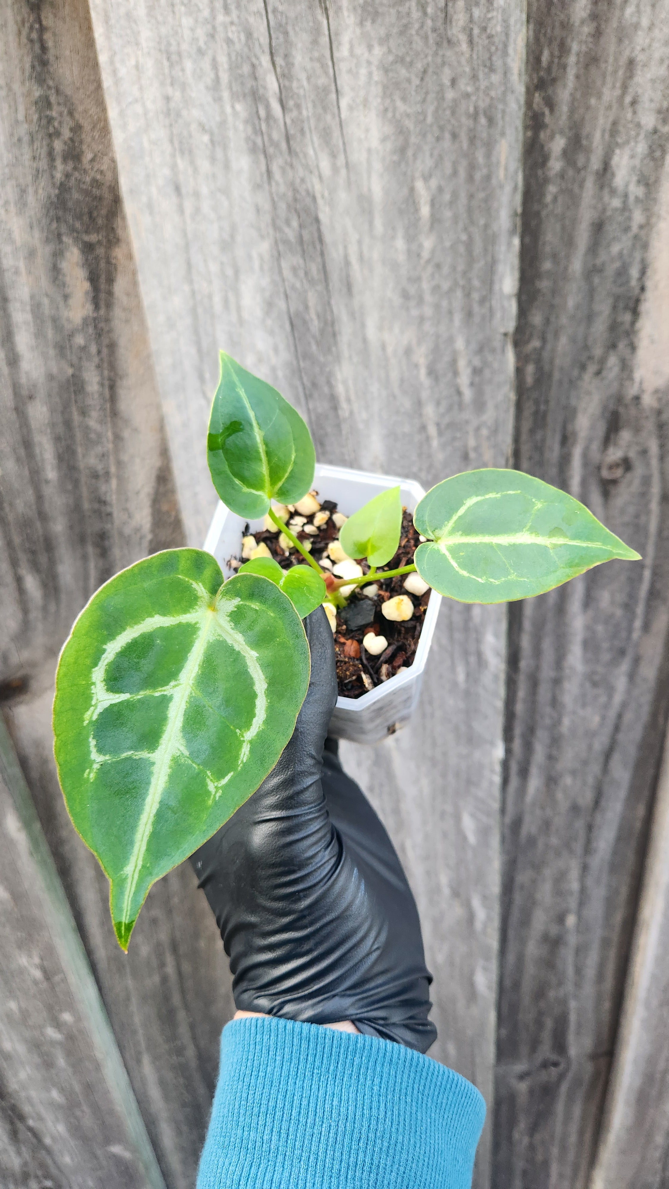 ANTHURIUM DARK FORGETII x BESSEAE AFF x MICHELLE
