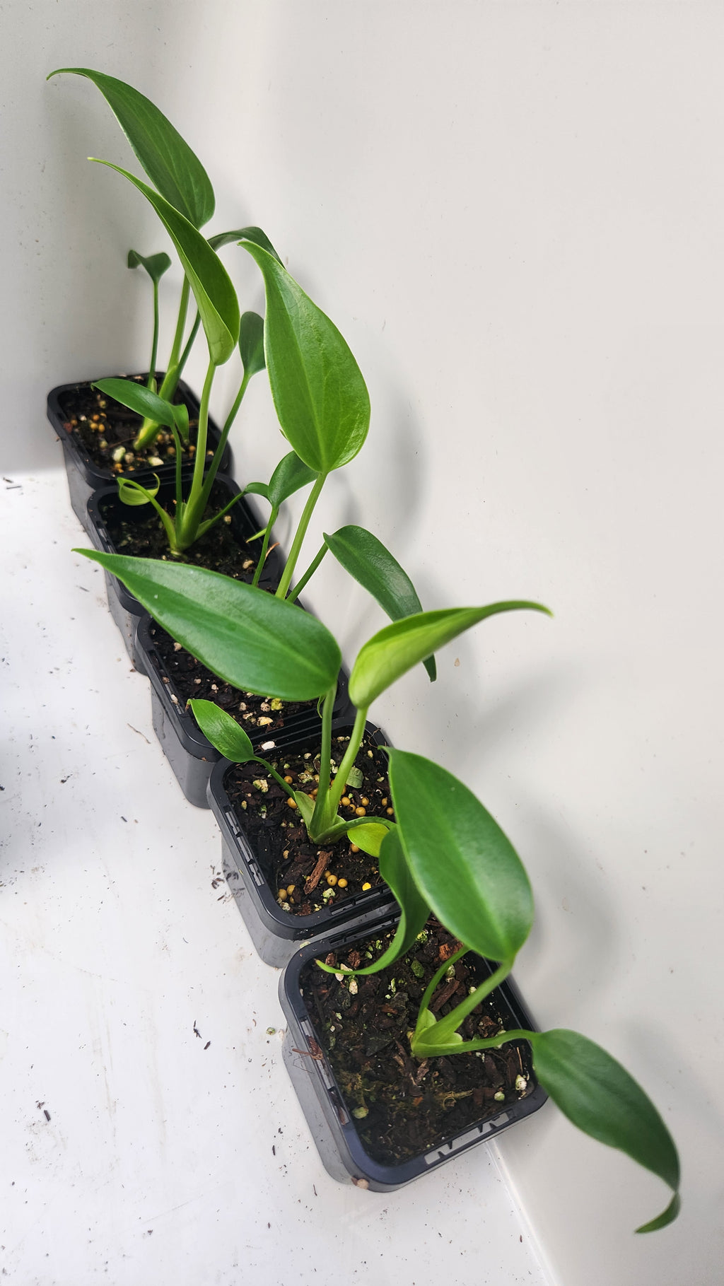 MONSTERA BURLE MARX FLAME