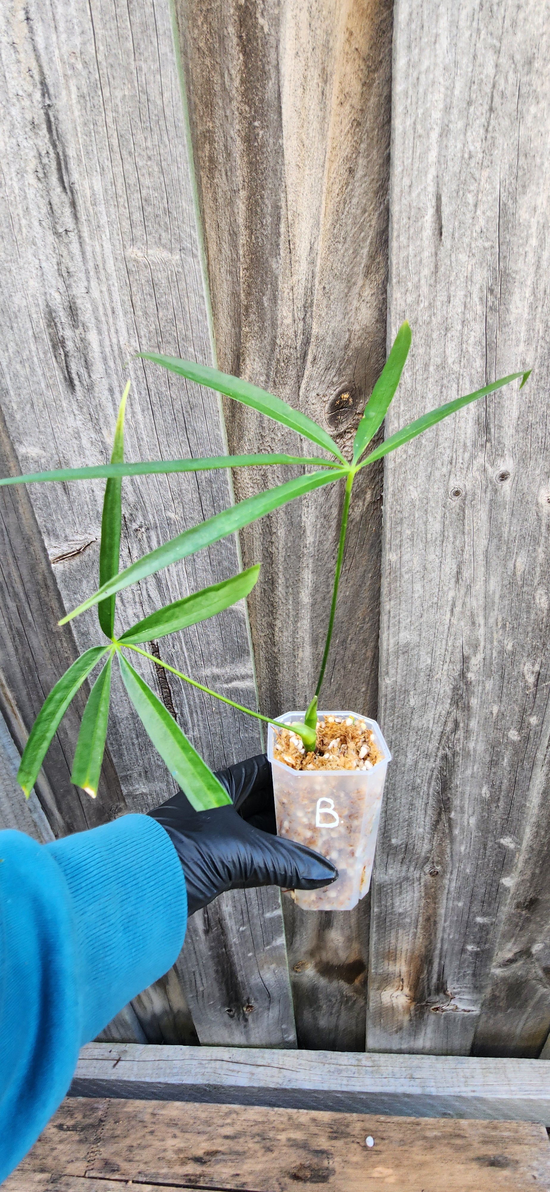 ANTHURIUM POLYDACTYLUM