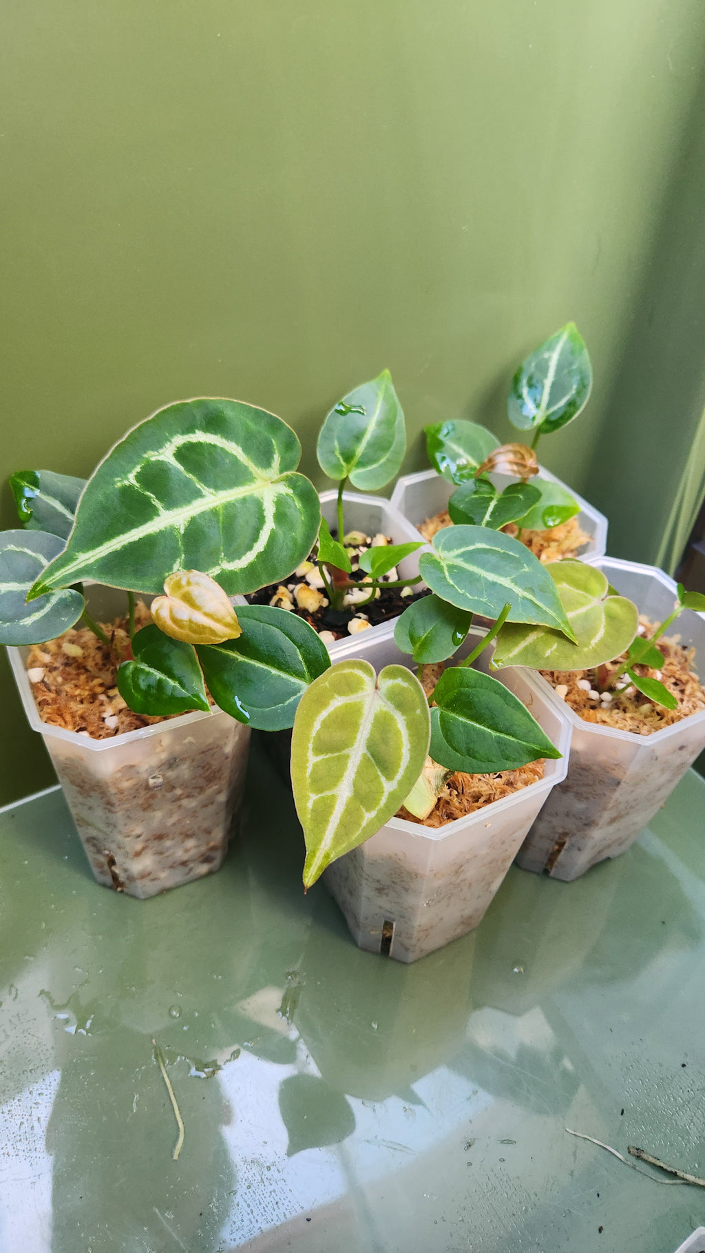 ANTHURIUM DARK FORGETII x BESSEAE AFF x MICHELLE