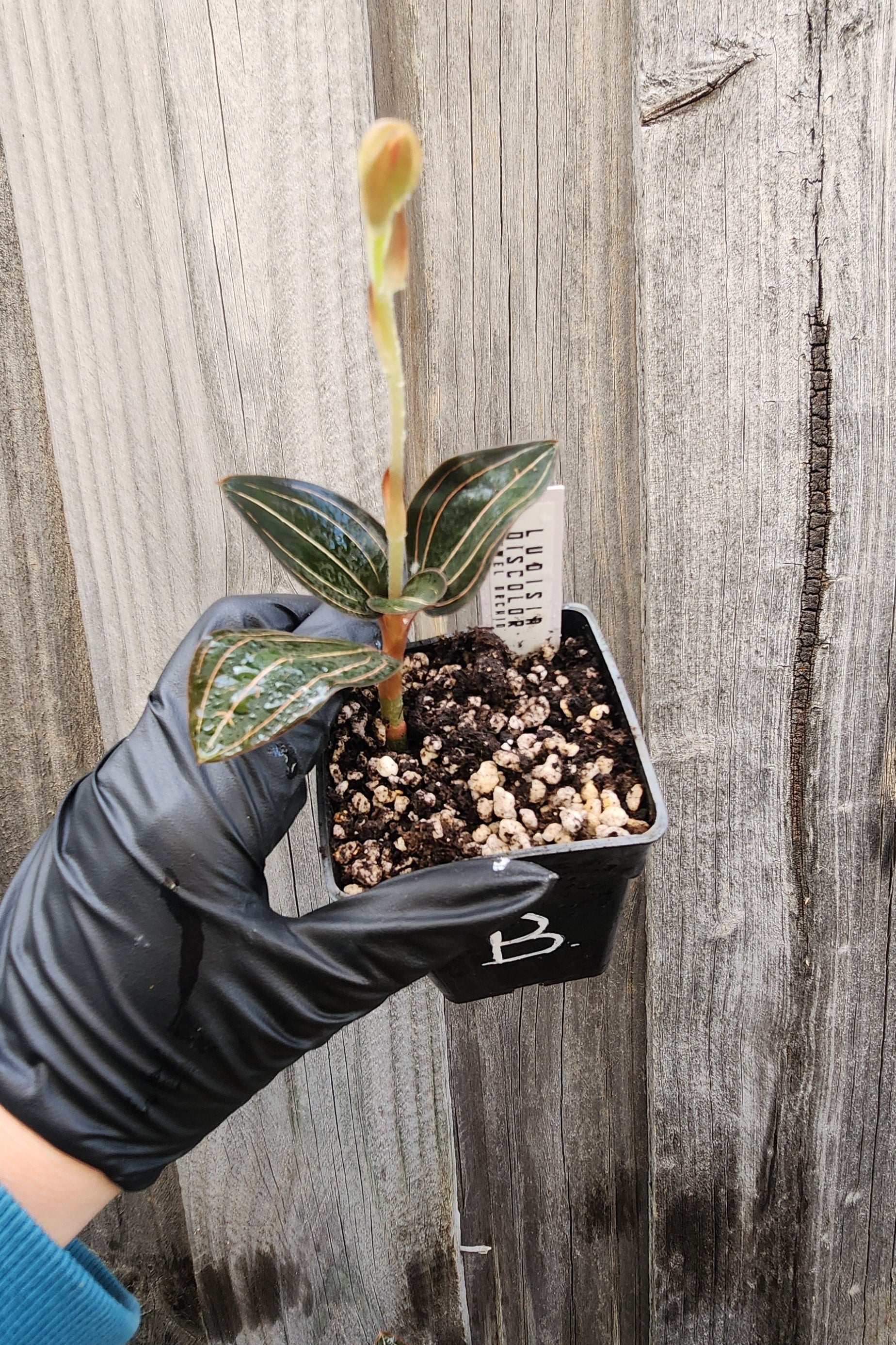 JEWEL ORCHID LUDISIA DISCOLOR 'NIGRESCENS'