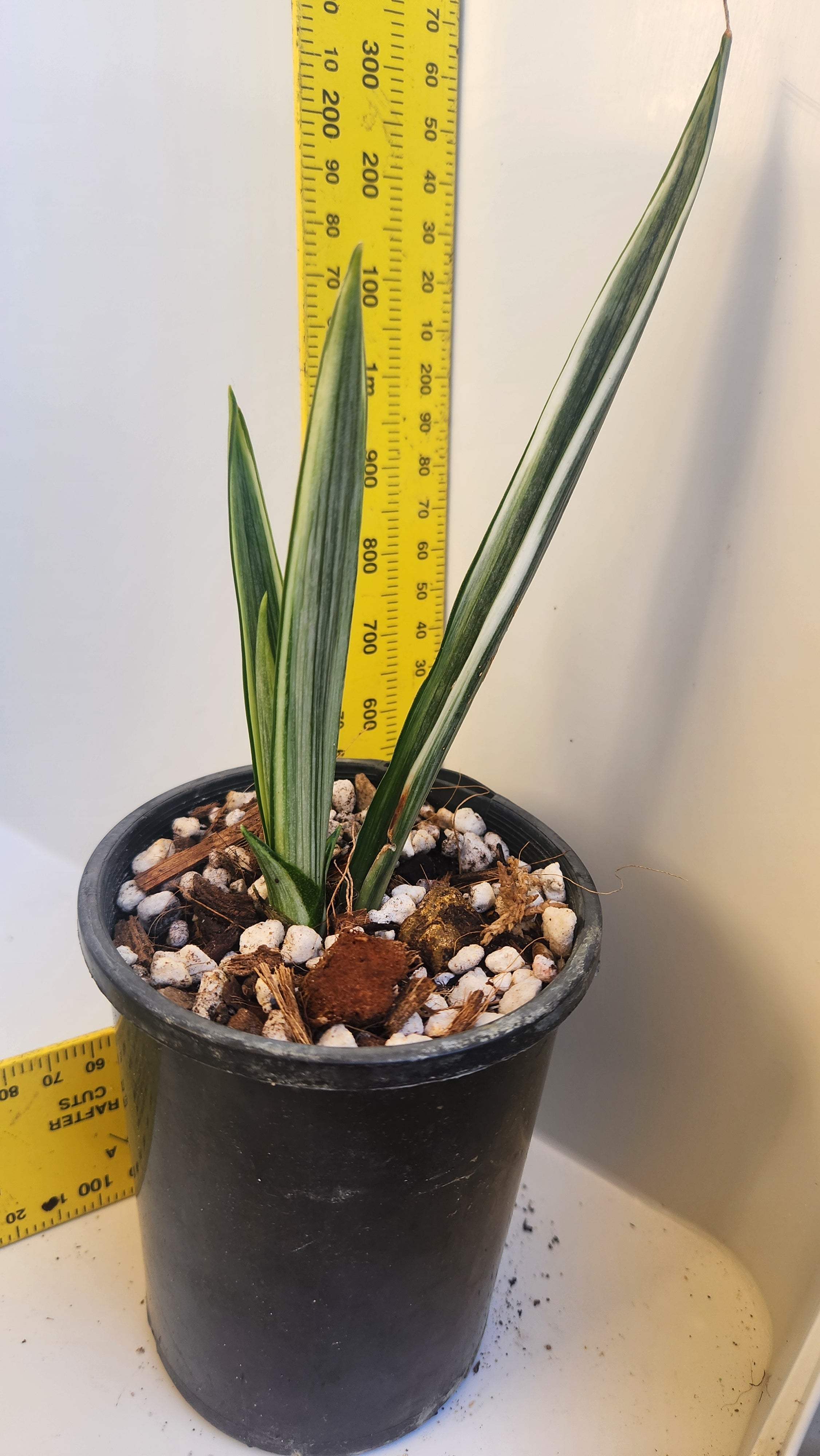 SANSEVIERIA TRIFASCIATA 'BANTEL'S SENSATION' VARIEGATED